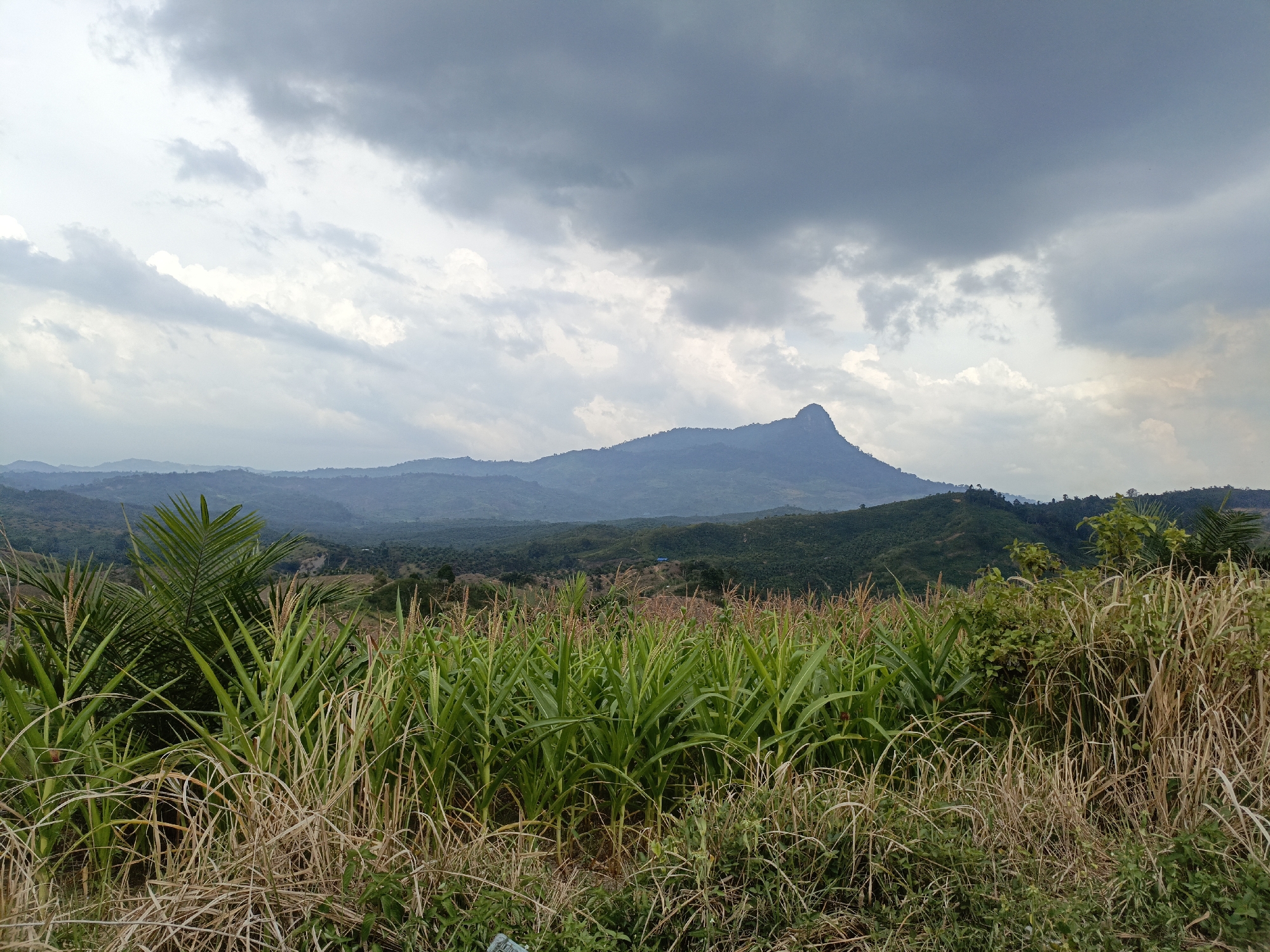 This image depicts a rural landscape under a dramatic, cloudy sky. In the foreground, a field of tall green corn stalks and dry, golden grasses dominates the lower half of the frame. To the left, a few palm fronds are visible, adding a touch of tropical vegetation. Beyond the field, rolling hills recede into the distance, covered in dense green foliage. A prominent, uniquely shaped mountain peak stands out against the horizon. The sky is filled with heavy, dark gray clouds that partially obscure a lighter, more diffuse sky in the background. The overall impression is one of natural beauty and a somewhat overcast atmosphere. The location is stated as Unknown, Unknown.