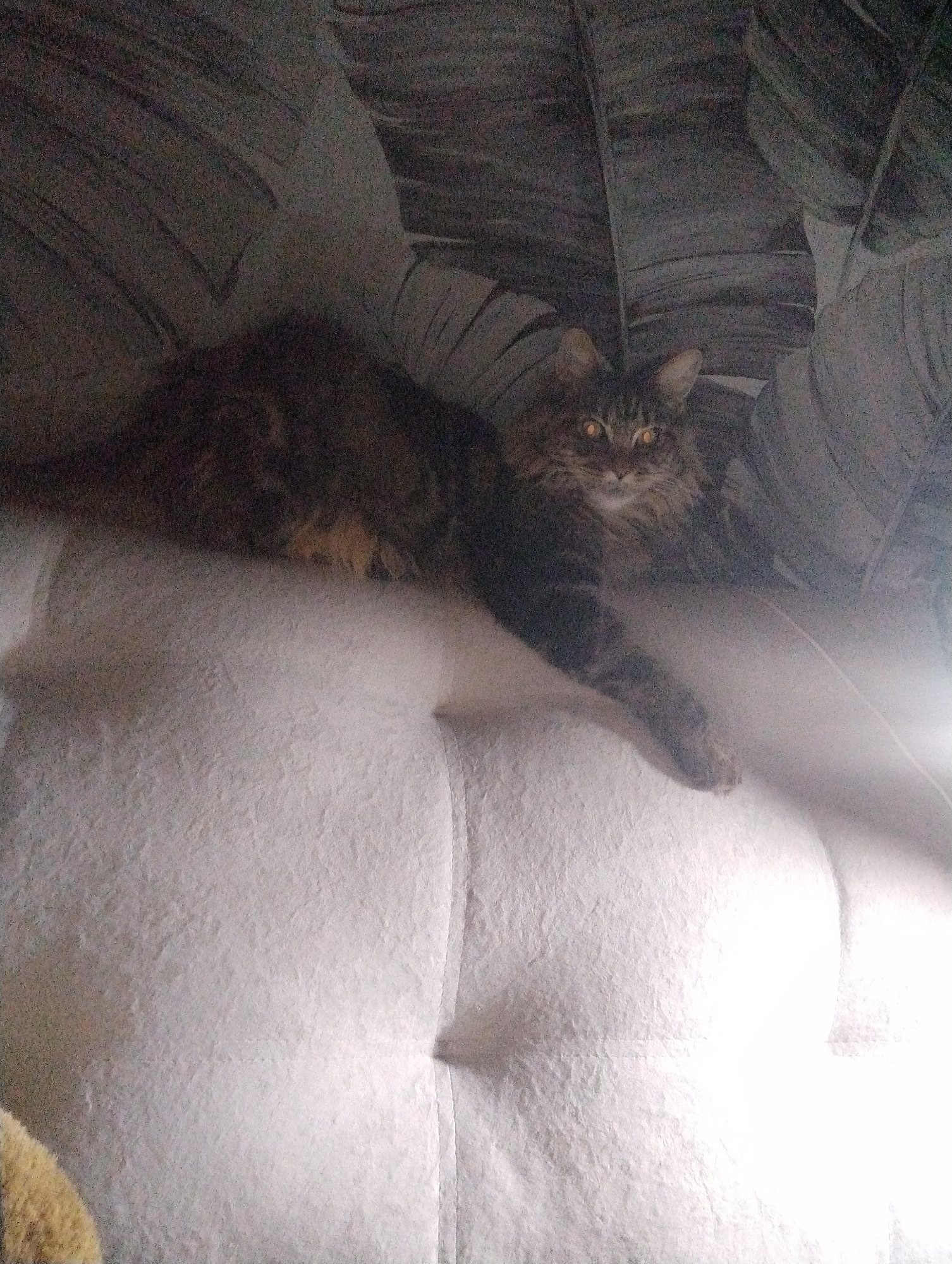 A medium-sized brown tabby cat with amber eyes lies on a light gray sofa. The sofa has vertical seams and a tufted pattern. The background is a patterned wall covering, possibly depicting stylized leaf or foliage designs. The image is taken indoors and the lighting appears soft, with some areas overexposed, particularly on the right side of the sofa. There is a hint of a yellow object in the lower left corner, partially obscured from view. The location of Grishanki, Russia cannot be inferred from the image.
