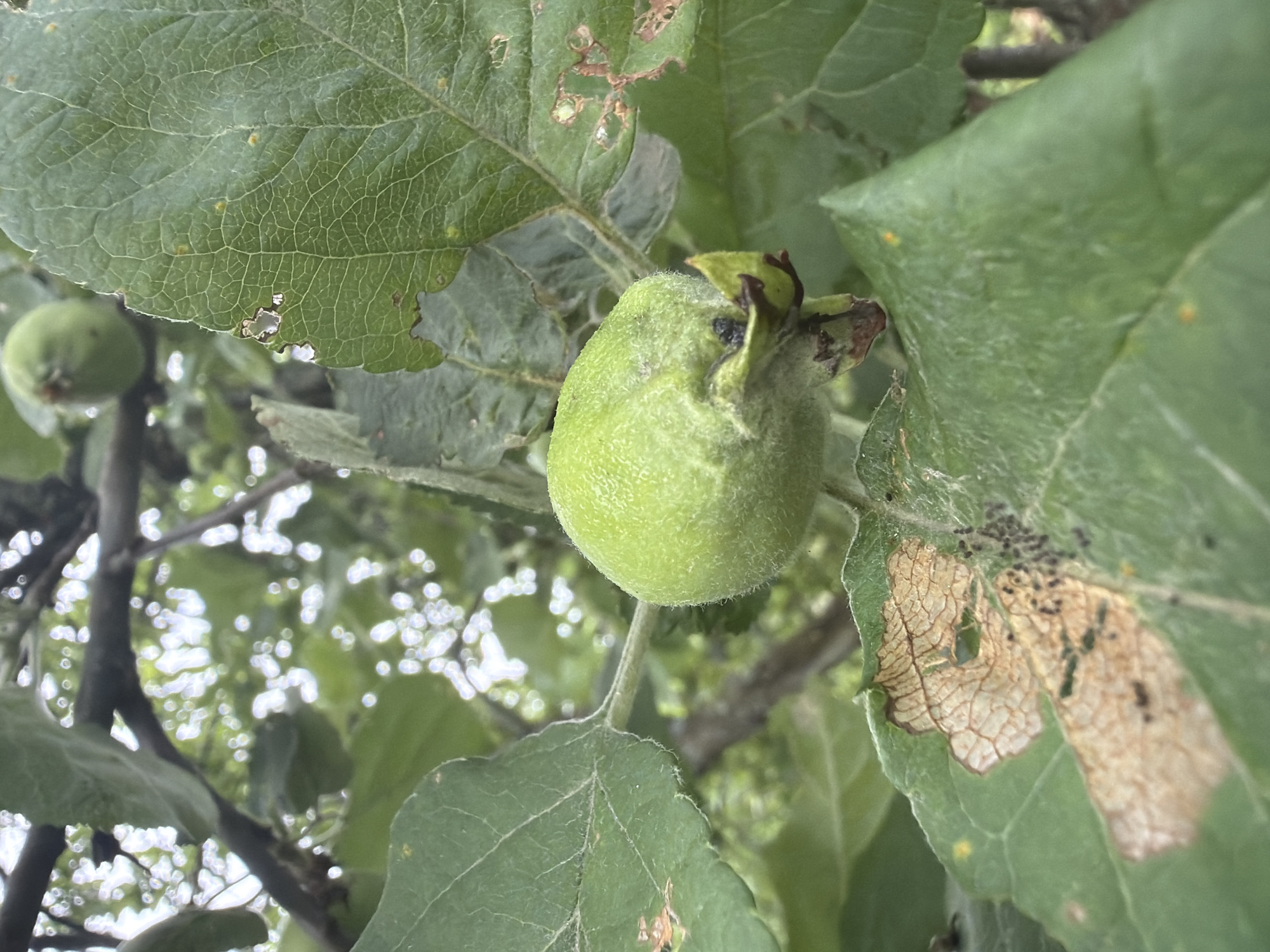 A close-up, low-angle shot captures a young, fuzzy green apple growing on a branch, surrounded by lush green leaves. Some of the leaves show signs of damage, with brown, dry patches and small holes, and a cluster of tiny black insects is visible on one leaf. The background is blurred, with dappled sunlight filtering through the foliage, suggesting an outdoor, natural setting, possibly a garden or orchard in Petukhi, Russia. No people are present in the image.