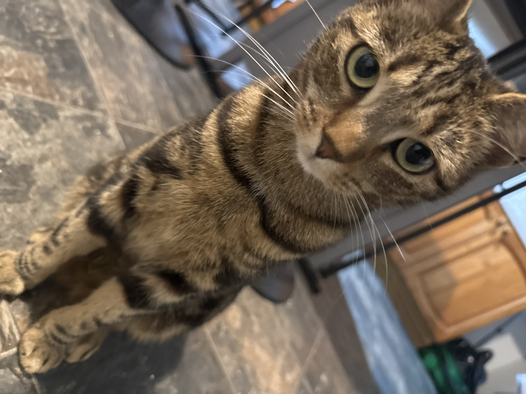A brown tabby cat with green eyes is in the foreground, looking up at the camera. The cat has distinctive dark brown stripes on its body. It is standing on a gray tiled floor. In the background, there are blurry kitchen cabinets and what appears to be the leg of a chair. The location is a residential interior, possibly in Desborough, United Kingdom.