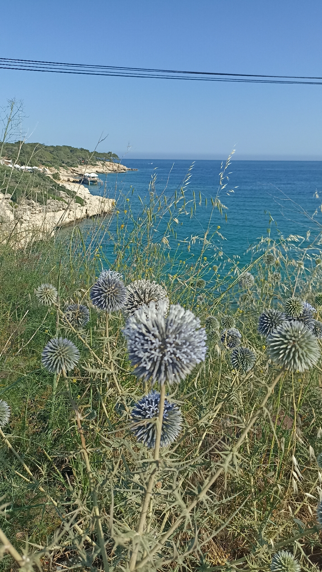 The image shows a coastal scene in Unknown, Unknown. In the foreground are globe thistle plants with spiky, round flower heads in shades of blue and gray, growing amidst green grass and other vegetation. The middle ground reveals a rocky coastline with sparse trees and shrubs. The background features a calm, turquoise sea under a clear blue sky, with some power lines visible in the upper portion of the frame.
