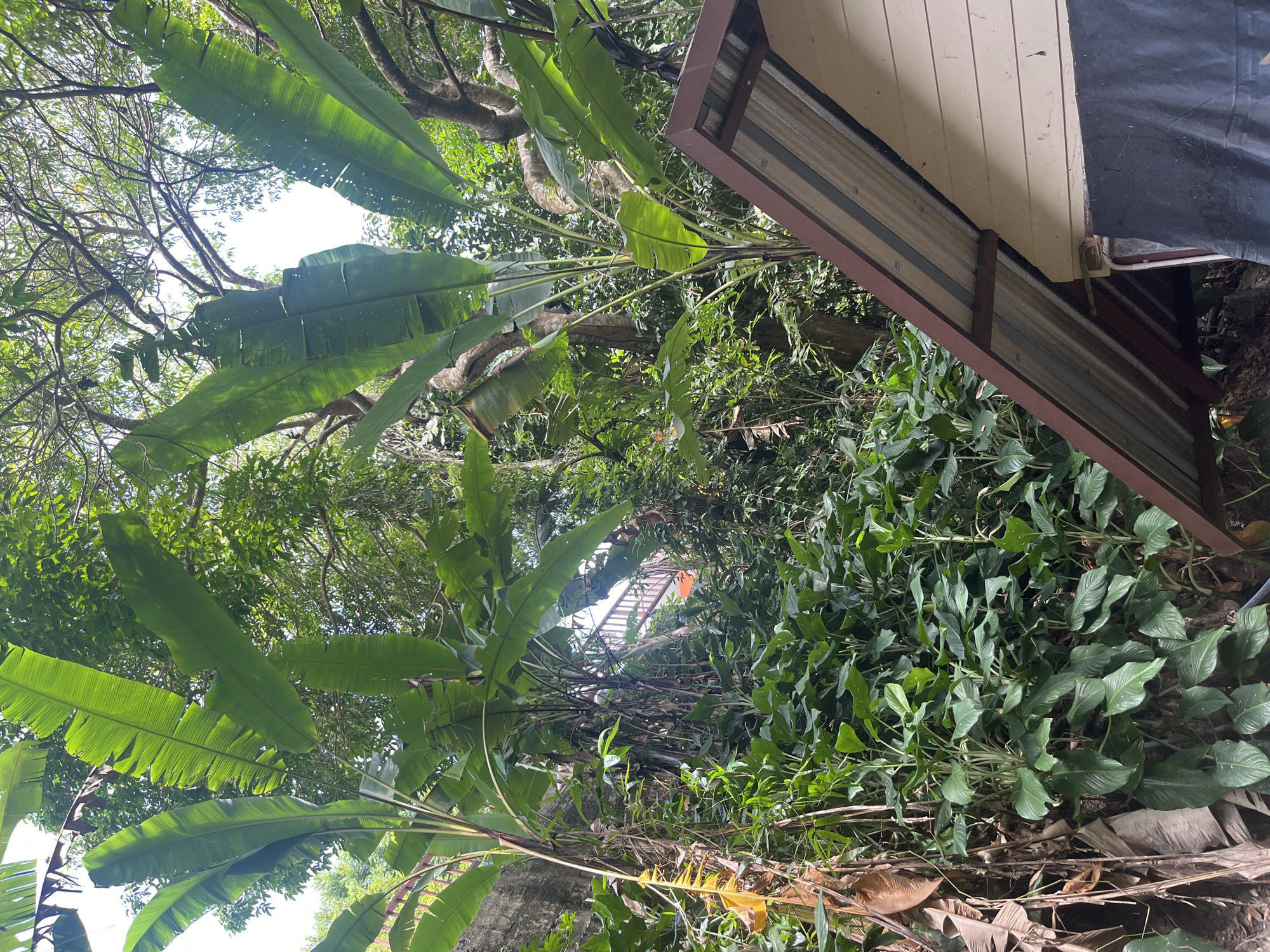 The image depicts a lush, overgrown environment dominated by large banana tree leaves and other dense foliage. In the foreground, the corner of a small, light-colored wooden structure with a corrugated metal roof is visible. The structure appears to be partially covered by a black tarp on its lower section. In the background, a wooden walkway or bridge structure can be seen winding through the vegetation, suggesting a sloped terrain. The scene is set in a tropical outdoor location, consistent with Patong, Thailand, characterized by the vibrant green vegetation and the style of the structure. There are no people or animals visible in the image. The lighting indicates it is daytime, with the sky visible through the canopy of leaves.
