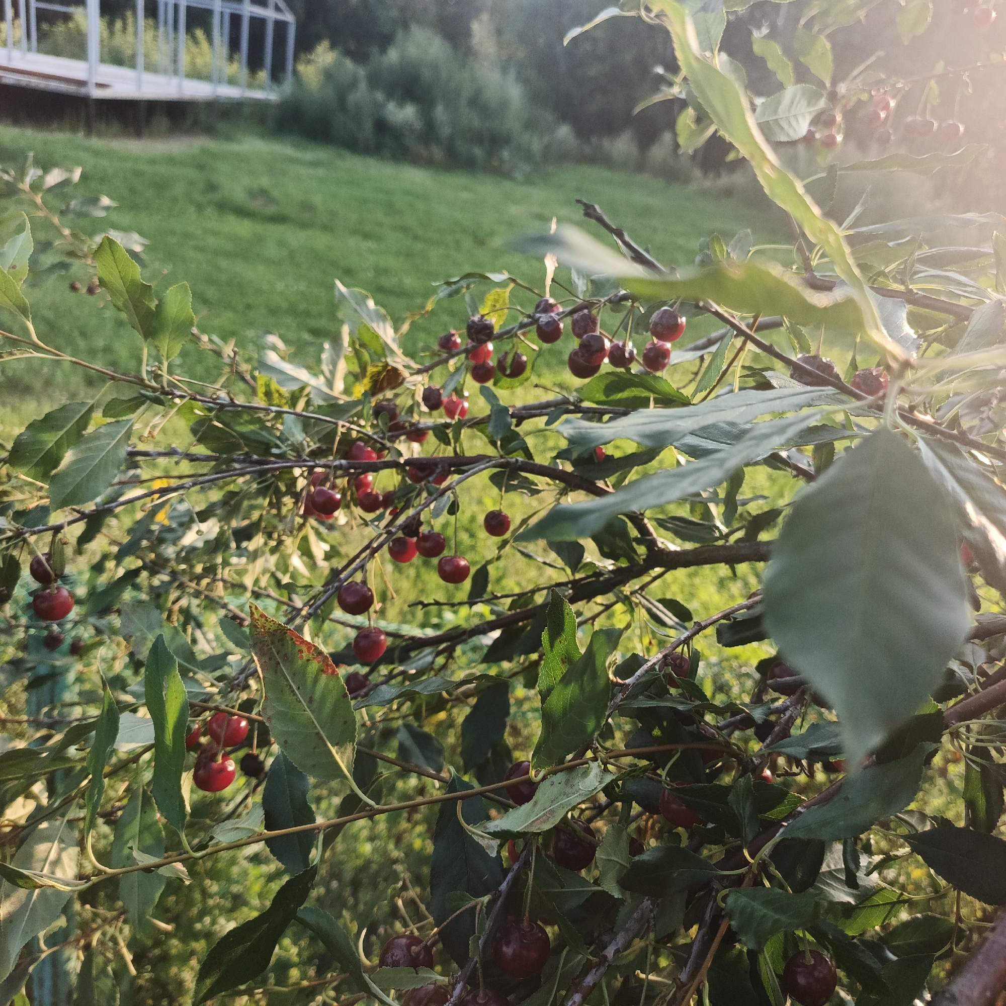 This media file captures a close-up view of a cherry tree laden with ripe, dark red cherries. The cherries are clustered on branches amidst green leaves, some of which show signs of autumn's touch with reddish-brown spots. The scene is bathed in the warm, golden light of late afternoon or early evening, indicated by the sun's soft glow filtering through the leaves and creating a hazy effect.
In the background, a gently sloping green lawn is visible, leading up towards a blurry treeline of dense foliage. To the left and slightly out of focus, a structure resembling a greenhouse or a covered patio with a light-colored floor and white frame can be seen. The overall setting suggests a rural or suburban backyard in Chaikovsky, Russia, during the summer or early autumn harvest season. The natural lighting and the abundance of fruit evoke a sense of peace and the bounty of nature. There is no visible text in the image.