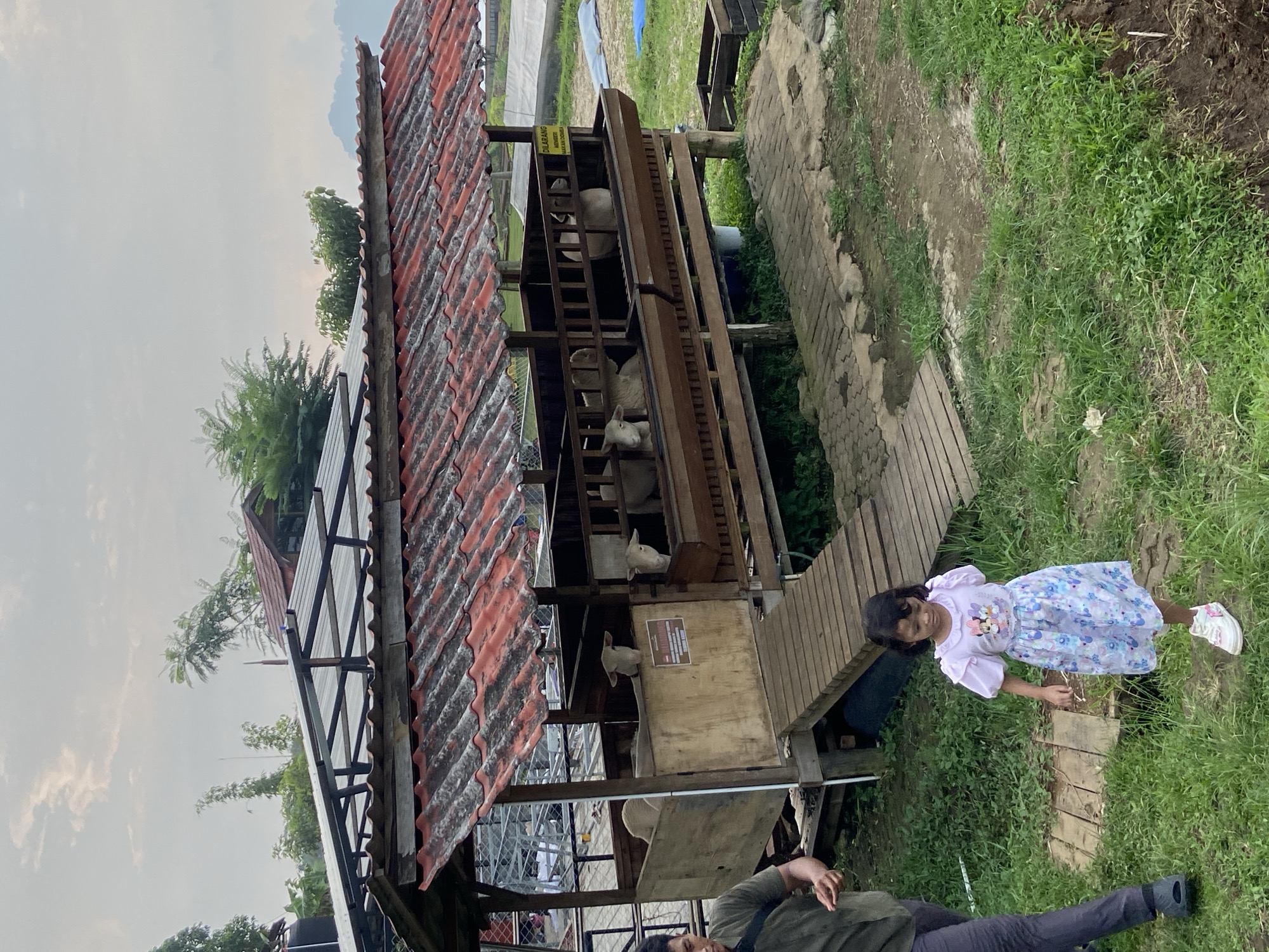 The scene is set outdoors in what appears to be a rural or agricultural area, possibly in Selotapak, Indonesia. A partially open, wooden structure with a red tiled roof houses several sheep on multiple levels. A sign is visible on the structure. A wooden walkway leads away from the structure.

A young girl in a light-colored dress and sneakers stands on the grass next to the walkway. A man is lying down on the ground near the base of the structure. The surrounding environment is grassy with some vegetation. The sky is overcast.