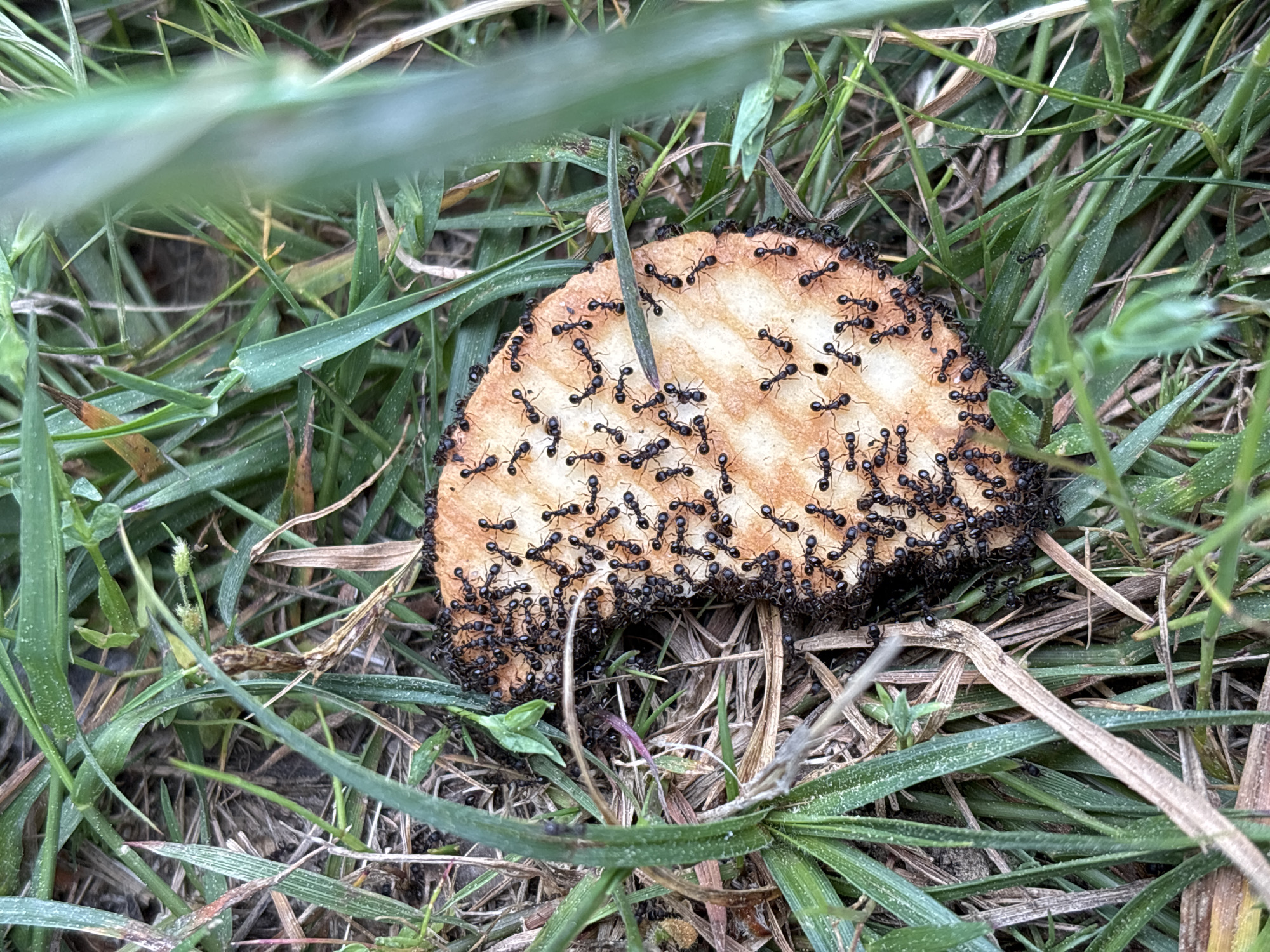 The scene is a close-up shot of a half-eaten, round cracker lying in grass. The cracker is light brown with a waffle pattern. A large number of small, black ants are swarming over the cracker, covering most of its surface. The grass is green and slightly damp, with some dead blades mixed in. The setting appears to be outdoors. Location is Unknown, Unknown.