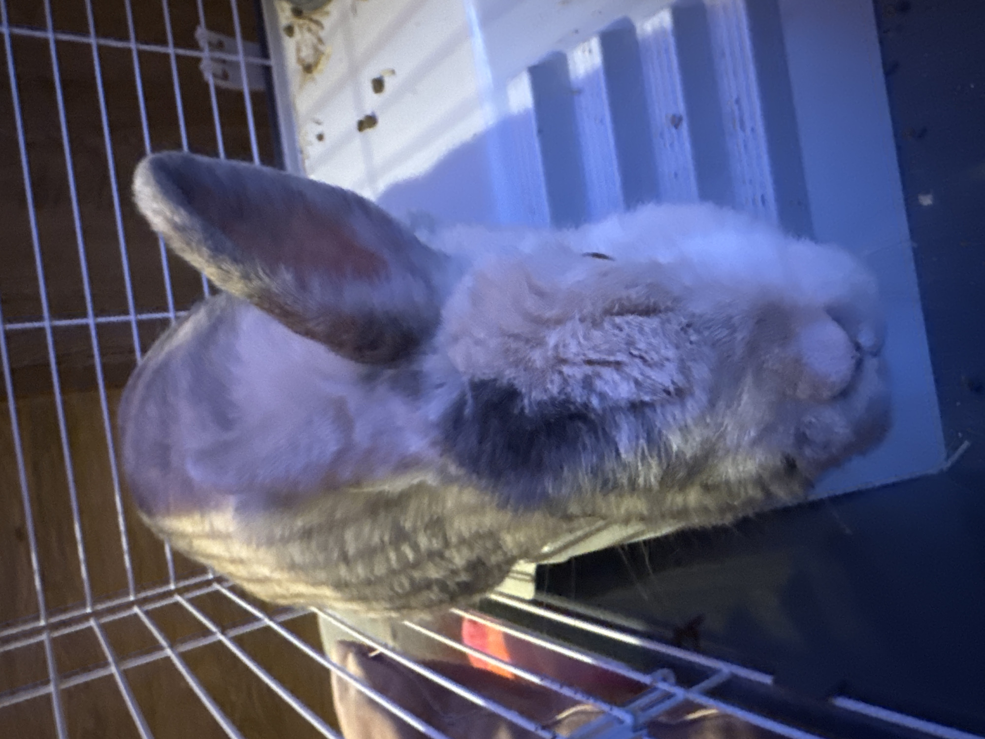 A rabbit with white and gray fur is lying down inside a wire cage. The rabbit's eyes are closed. The cage is located indoors. The city location is not discernable from the image.