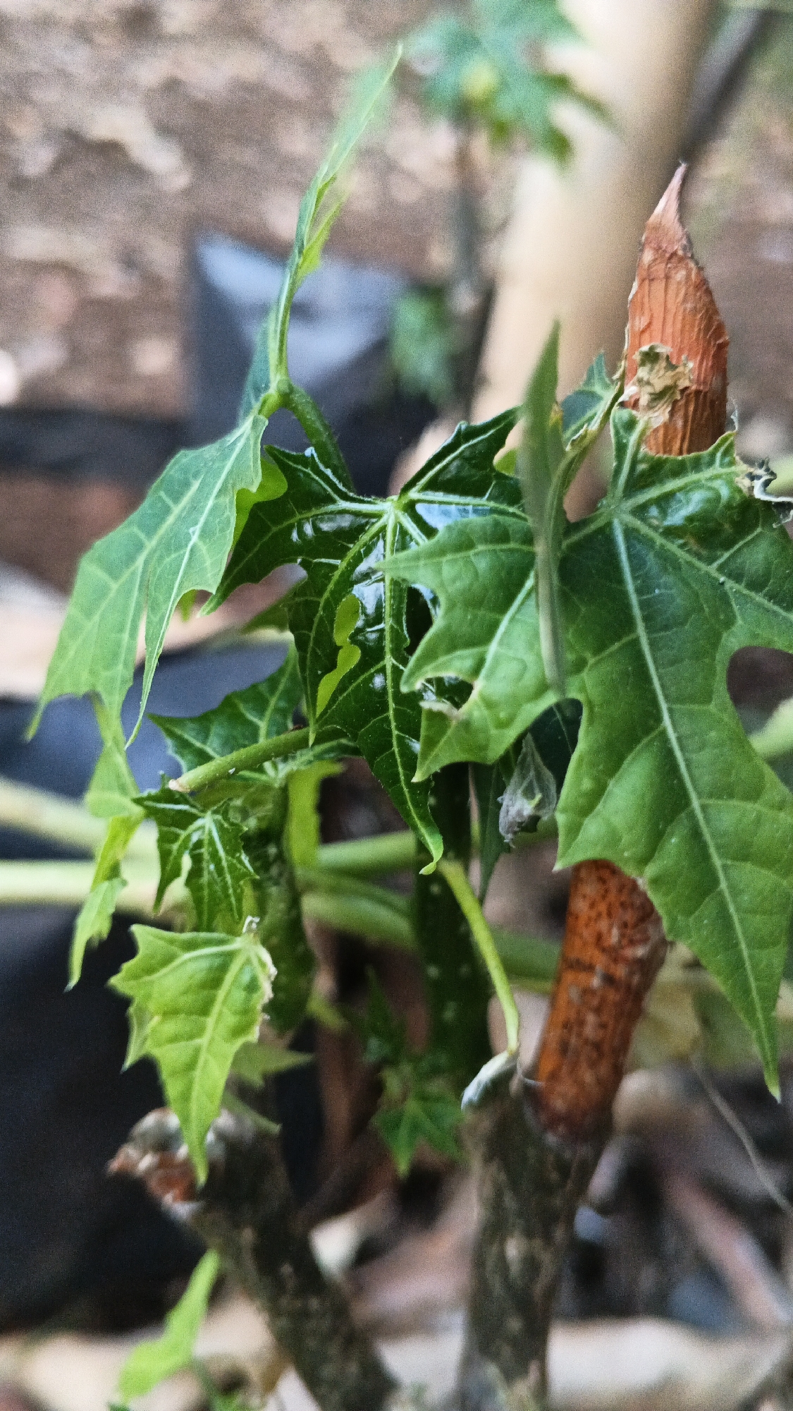 A close-up, shallow depth of field, vertical, outdoor shot shows a young plant with vibrant green, multi-lobed leaves. The leaves are glossy and appear to have water droplets on them. The plant has a woody stem with a reddish-brown, dried-out section at the top, from which new growth is emerging. The background is blurred, with hints of earthy tones and darker shapes, suggesting an outdoor, possibly garden setting. The image is taken in an unknown location in an unknown city.