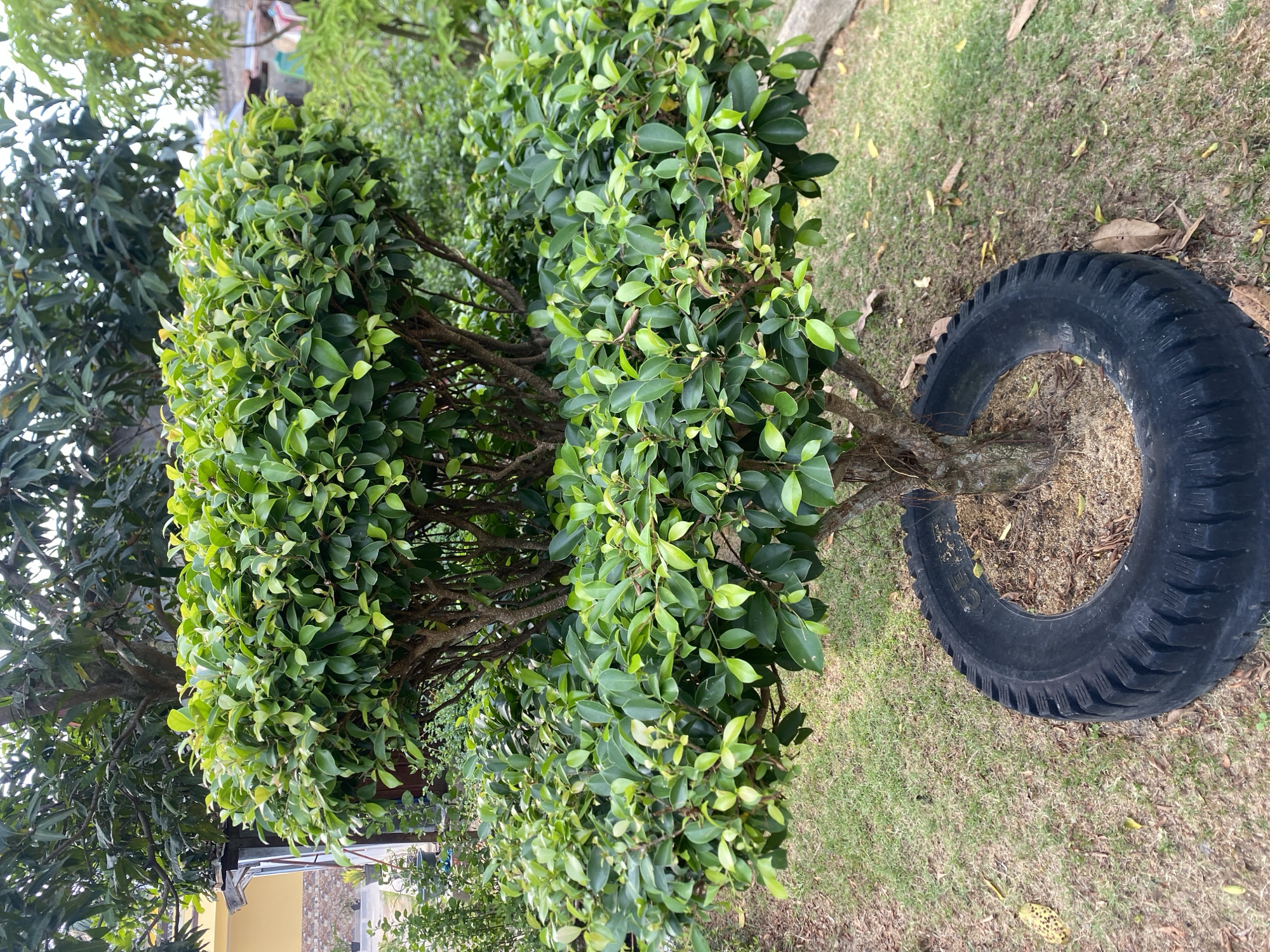 A topiary tree, likely a Ficus benjamina, is centrally located in a grassy yard. The tree is pruned into a rounded shape with two distinct tiers of foliage. Its trunk, supported by a visible root system, is encircled at its base by a weathered black tire, which serves as a planter or protective barrier. The surrounding area is covered in dry, sparse grass with scattered fallen leaves and sand. In the background, a building with yellow walls and a dark-trimmed doorway is visible, along with several other trees and greenery. The scene appears to be an outdoor setting in a residential or garden area. While the specific location within Batam, Indonesia cannot be definitively determined from the image alone, the presence of lush tropical vegetation and the architectural style of the building are consistent with many areas in Batam. No people or animals are present in the image.