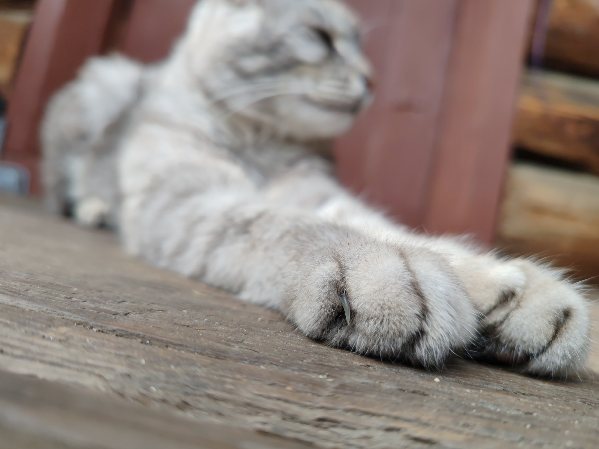 A light grey cat with dark tabby markings is lying on a wooden surface. The cat's front paws are in the foreground, with one claw partially extended. The cat's head is blurred and out of focus. The background is also blurred, showing a reddish-brown structure and some wooden planks. The overall impression is a close-up shot of a resting cat. The image is taken outdoors, likely in a domestic setting or a rural area. The mention of Kashino, Russia, suggests the location of the photograph.