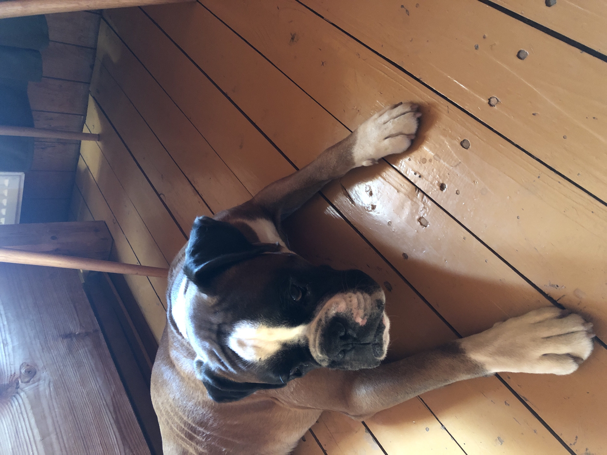 A brown and white boxer dog is lying on a wooden floor. The dog is facing the camera, with its head resting on its paws. The floorboards are light brown and run diagonally across the image. There are some dark lines between the floorboards, possibly indicating gaps or shadows. In the background, a wooden structure and table legs are visible. The lighting suggests an indoor setting with natural light coming from the left. The environment appears to be a room in a residential building located in the city of Романово, Russia.