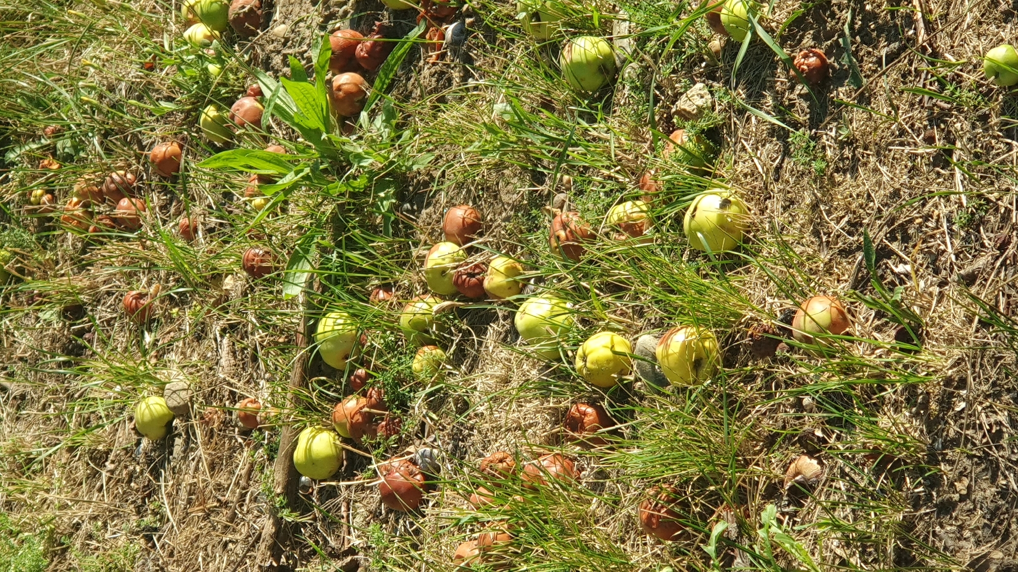 In the city of Khatukay, Russia, a ground-level view captures a collection of fallen apples scattered across dry grass and soil. The apples exhibit a range of colors, from bright green to reddish-brown, with some appearing bruised or partially decayed. The environment is characterized by sparse green grass intermingled with dry, brown vegetation and dirt patches. The lighting suggests it is daytime, with sunlight creating shadows. There are no people visible in the image.