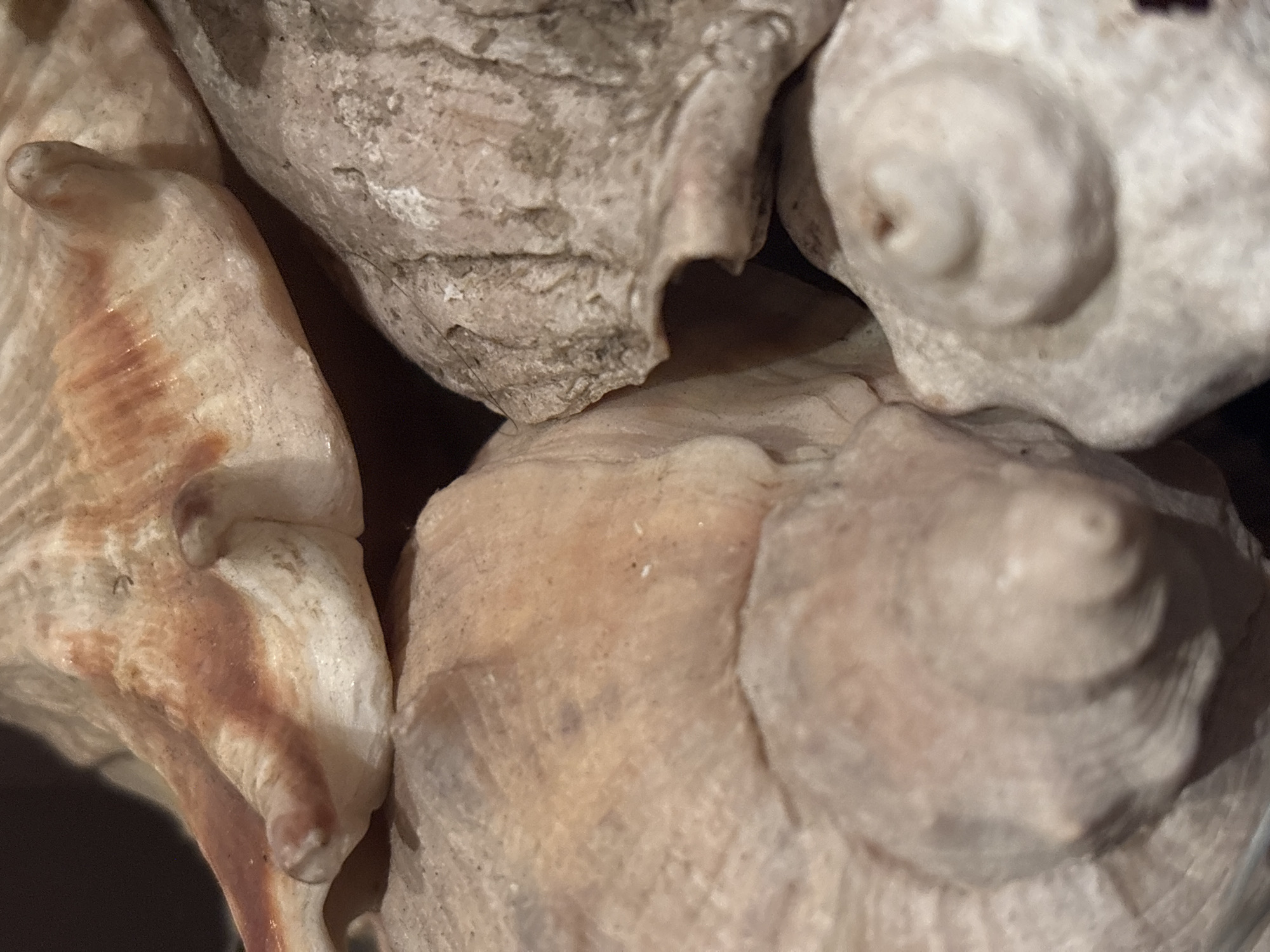 The image shows a close-up of a group of seashells. The shells vary in color from white to light brown, and some have textured surfaces. The location in the city of Lom, Bulgaria is not relevant to the contents of the image.