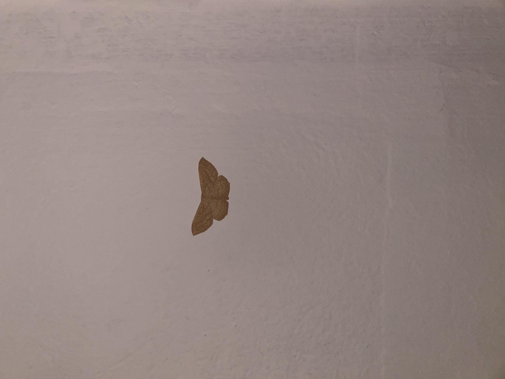A single moth is resting on a light-colored, possibly off-white, painted surface. The moth is brown and roughly centered in the frame. The surface appears to be a wall or a similar flat, vertical structure. The moth's wings are folded. The image provides no information about the location in Câmara de Lobos, Portugal, or about any people, actions, or interactions.
