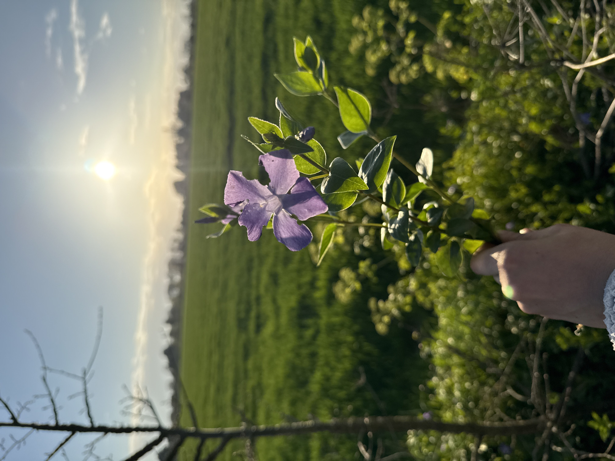 The image depicts a landscape with a purple flower in the foreground, held by a person's hand. The background shows a green field under a bright, sunlit sky. The location is possibly in a rural area of Great Yarmouth, United Kingdom, given the open field and natural vegetation. A bare tree branch is visible at the bottom left corner of the frame. The sun is positioned near the horizon, suggesting either sunrise or sunset.