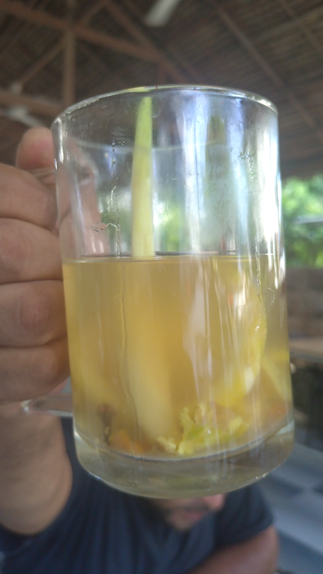 A hand holds a clear glass mug containing a yellow-tinted liquid with visible pieces of fruit or vegetables at the bottom and a slender, pale green stalk extending upwards. The mug appears to be approximately half full. The background suggests an outdoor or semi-outdoor setting with a roof structure visible overhead and greenery beyond. A person's head and shoulders are partially visible in the lower portion of the image. The setting is Keuniree, Indonesia.