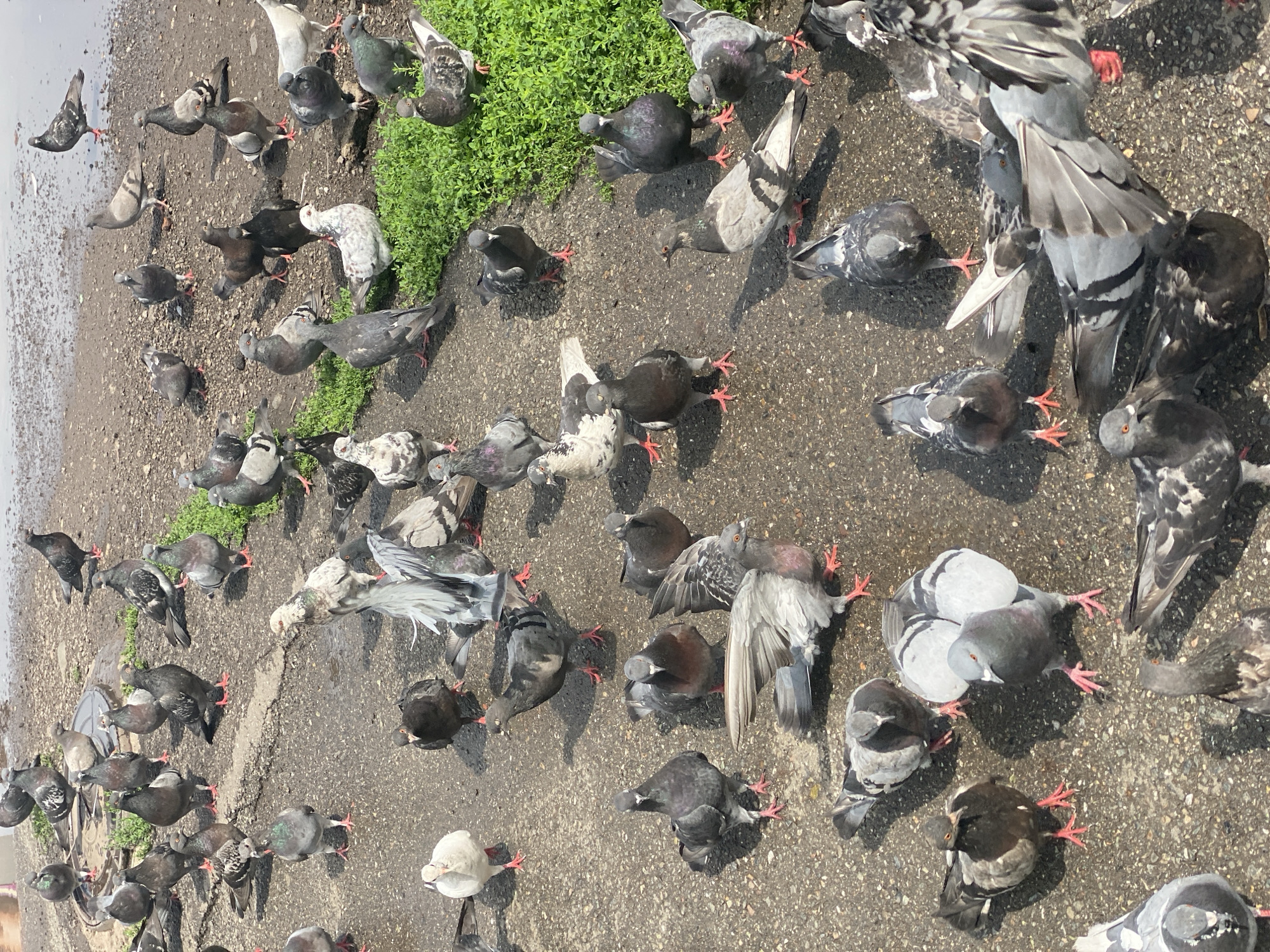 The image shows a flock of pigeons on a concrete surface, likely a street or park area in Novokuznetsk, Russia. The pigeons are of various gray and white colorations, with some exhibiting iridescent neck feathers. They are standing, walking, and a few appear to be preening or interacting with each other. The ground is a mix of asphalt and gravel, with some patches of dirt and a small area of green vegetation on the right side of the frame. Sunlight casts shadows on the ground, indicating it is daytime. There are no people visible in the image. The scene appears to be a typical urban environment where pigeons congregate.
