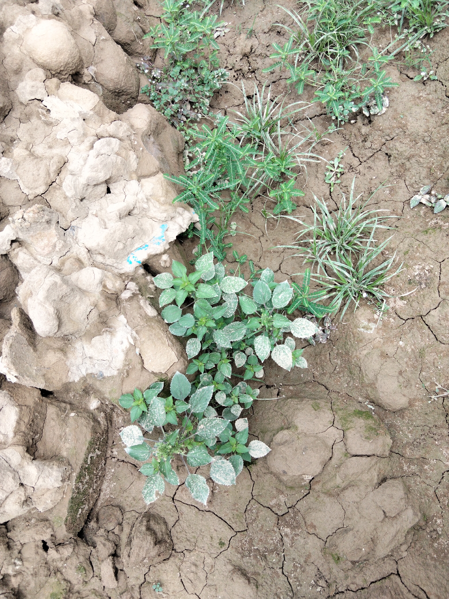 The image depicts a patch of dry, cracked earth in Benuaraja, Indonesia. The ground is uneven, with several large, light-colored clods of earth dominating the left side of the frame. Small green plants are growing in clusters amidst the dry soil. In the center of the image, a larger clump of plants with broad, green leaves is visible, some of which appear dusted with a lighter substance. To the right, more sparse green vegetation, including grass-like plants and smaller leafy weeds, is scattered across the cracked ground. The overall scene suggests arid conditions with resilient plant life.