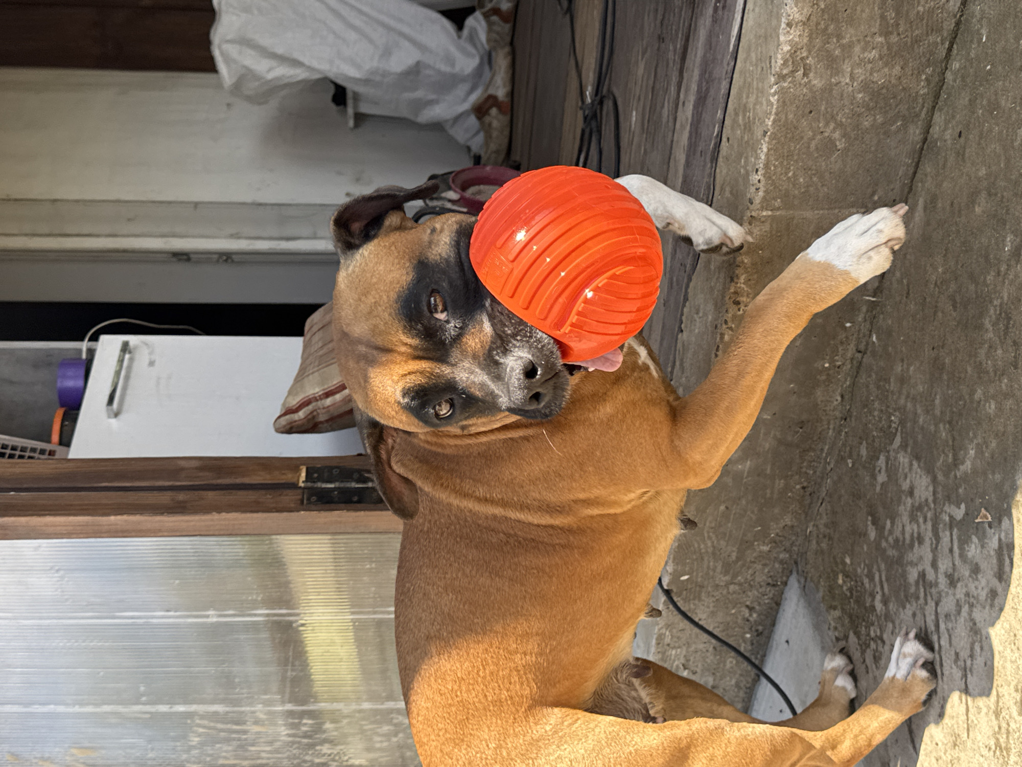 A tan and brown Boxer dog is standing on concrete steps outdoors, holding a bright orange, ribbed ball in its mouth. The dog is facing to the left of the frame, with its tongue slightly visible. Behind the dog, a wooden door with a frosted, ribbed glass panel is visible, along with a white appliance and some stored items. The ground is a mix of concrete and wooden planks. The overall setting appears to be a backyard or porch area. The location is identified as Chaikovsky, Russia.