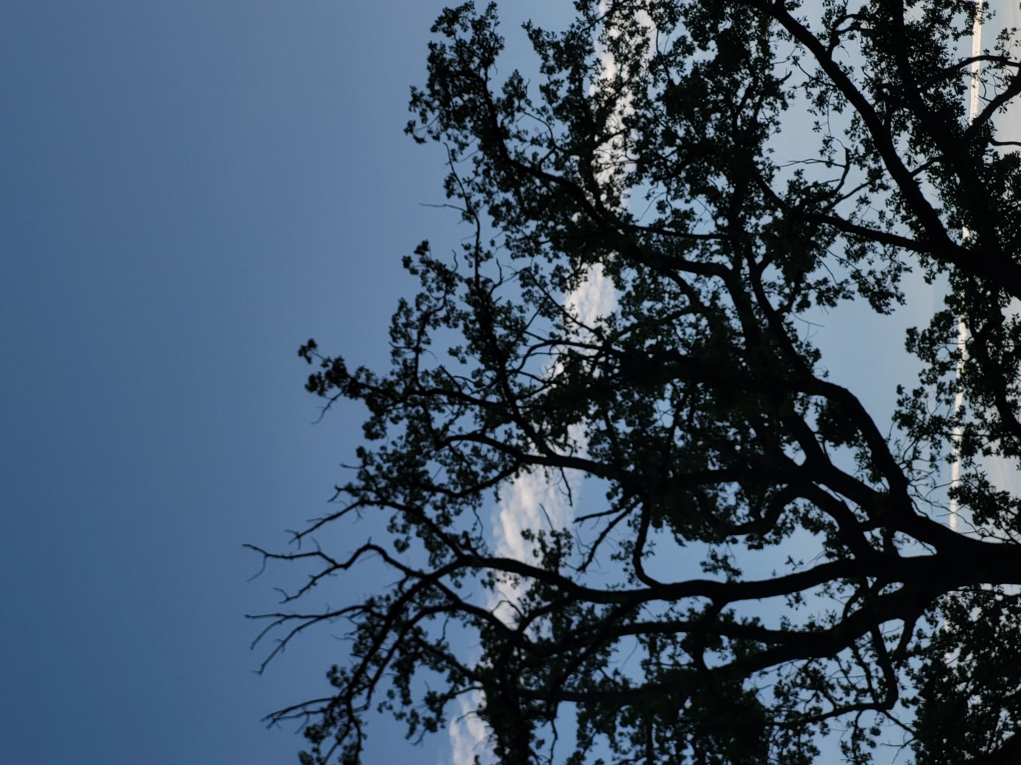 The image captures an upward view through the dark silhouette of a large tree against a blue sky, likely in Budva, Montenegro. The tree's branches and dense foliage are prominently displayed on the right and central-right portions of the frame, forming an intricate, dark pattern against the lighter background.
The sky, visible in the upper left and through the gaps in the tree canopy, is a clear, medium blue. Several elongated, wispy white clouds are scattered across the sky, particularly noticeable in the upper right and central areas, suggesting a partly cloudy day. The strong silhouette of the tree indicates that the light source is behind it, characteristic of either early morning or late afternoon, or possibly a bright day with strong backlighting.
There are no discernible activities, events, or human subjects taking place. The scene offers a peaceful, natural view of a tree canopy against the sky. No text is visible in the image.