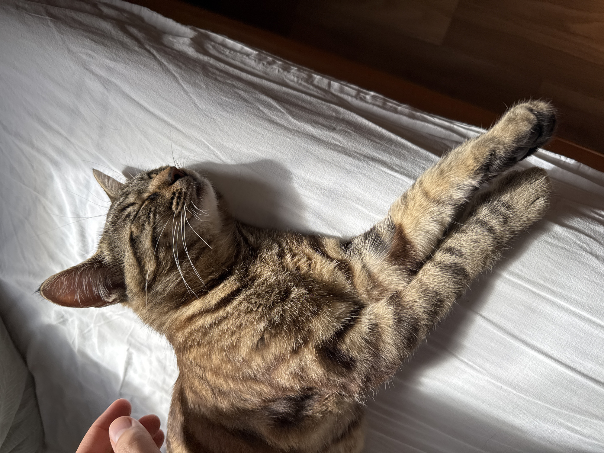 A tabby cat with closed eyes is lying on a white sheeted surface, its body illuminated by dappled sunlight. A human hand is visible near the cat's head, appearing to gently pet it. The scene is set on a bed with a wooden frame visible on the right side of the image. The environment suggests an indoor domestic setting, possibly a bedroom in Bila Tserkva, Ukraine.