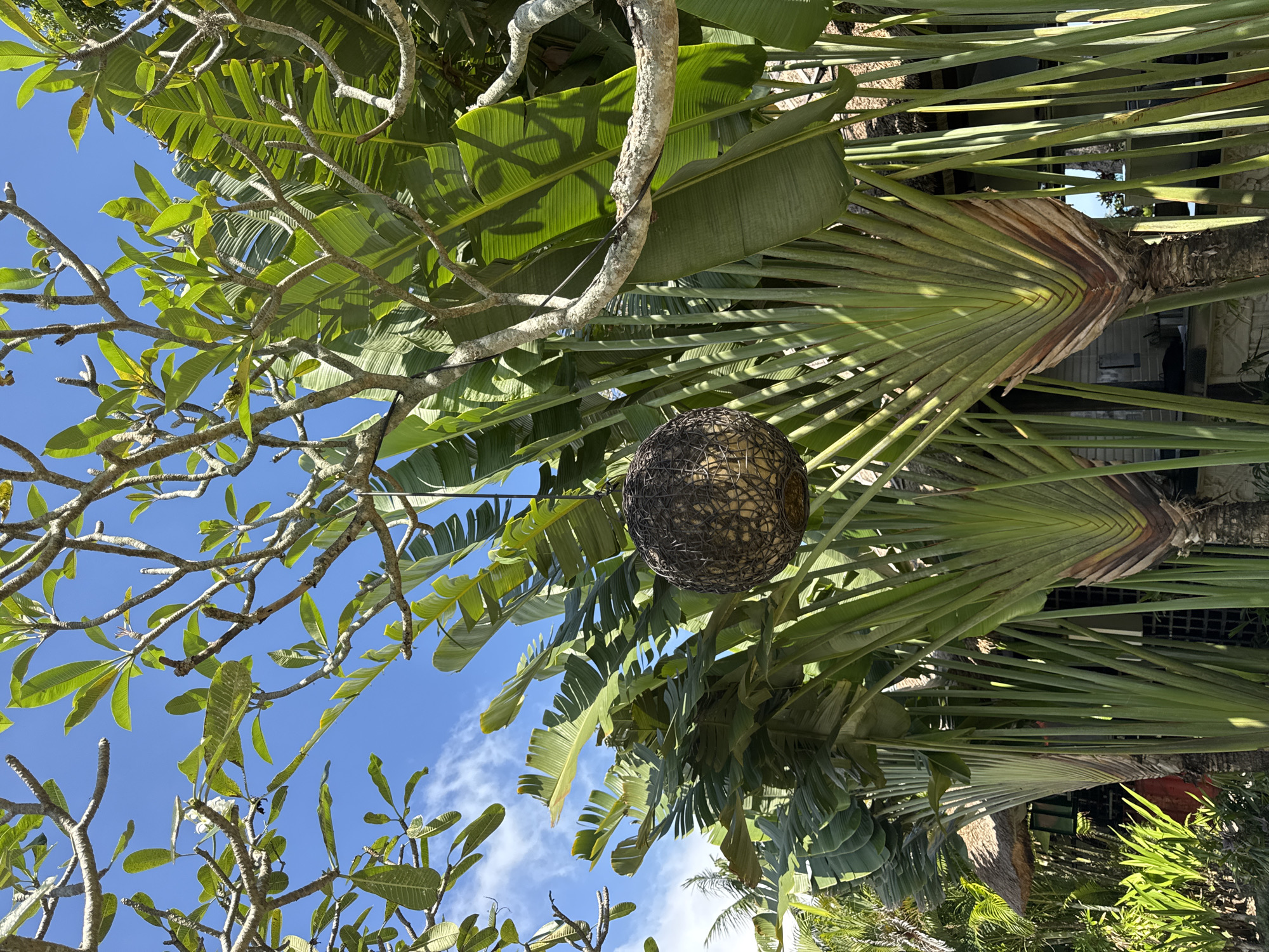 The image, taken from a low angle, shows a view of trees and foliage against a blue sky in Kuta Selatan, Indonesia. On the left, branches of a tree with small green leaves reach into the frame. A large, roughly spherical object made of woven material hangs in the center, suspended amidst the vegetation. Behind the woven sphere and to the right, the distinct fan-like structure of a Ravenala madagascariensis, or traveler's palm, is visible with its large green leaves arranged in a single plane. In the background, hints of buildings can be seen through the foliage. The sky is partly clear with wisps of clouds.