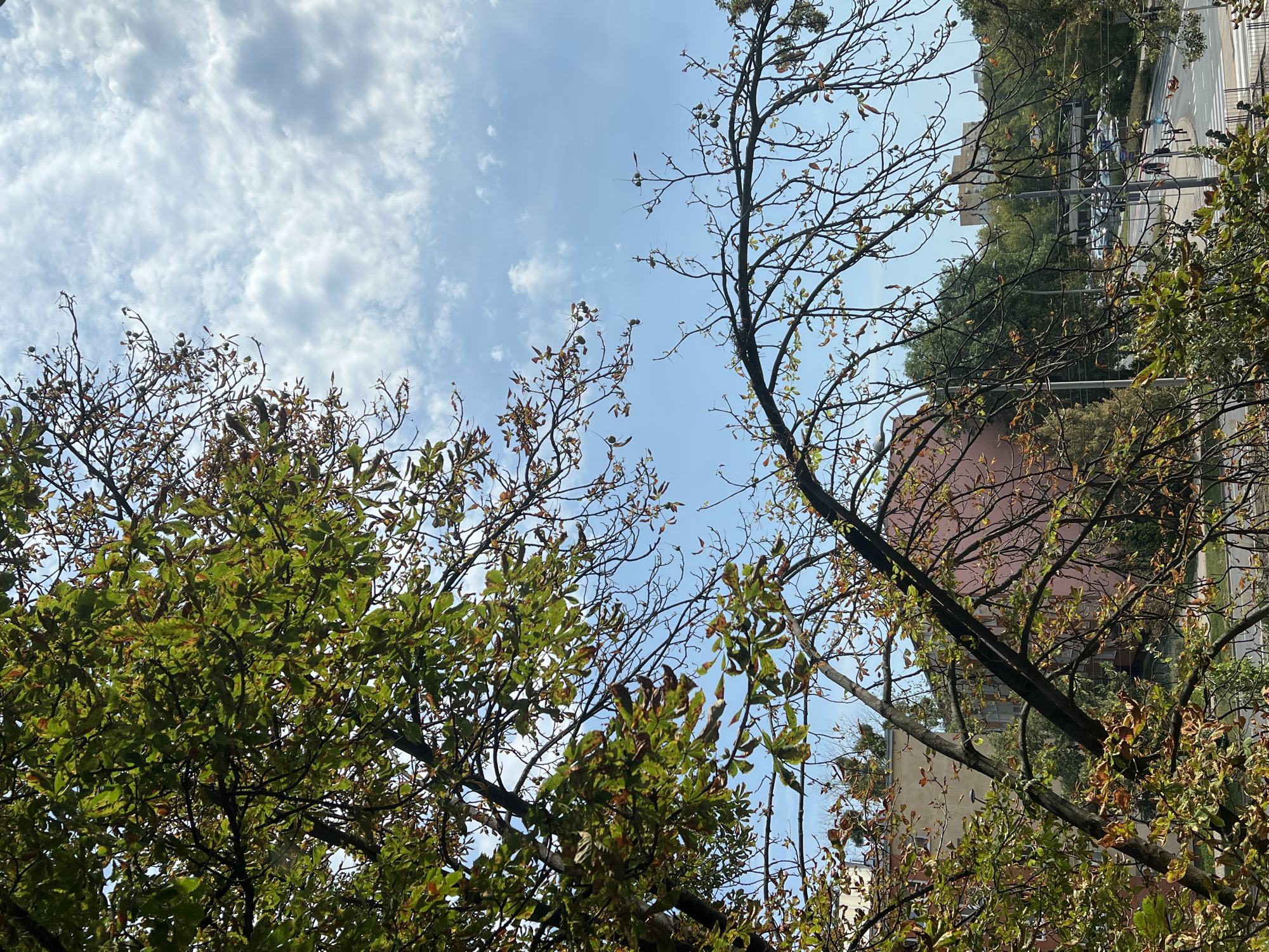 The image shows a tree in the foreground with green and brown leaves, suggesting it is autumn. The tree branches extend into a bright blue sky with scattered white clouds. In the background, there are buildings, including a multi-story pink building and a lighter colored building behind it. Further in the distance, a street with cars and a few pedestrians is visible. The scene appears to be an urban environment, possibly a park or a street in a city. Based on the architectural style of the buildings and the general urban landscape, it is plausible that this image was taken in Warsaw, Poland.