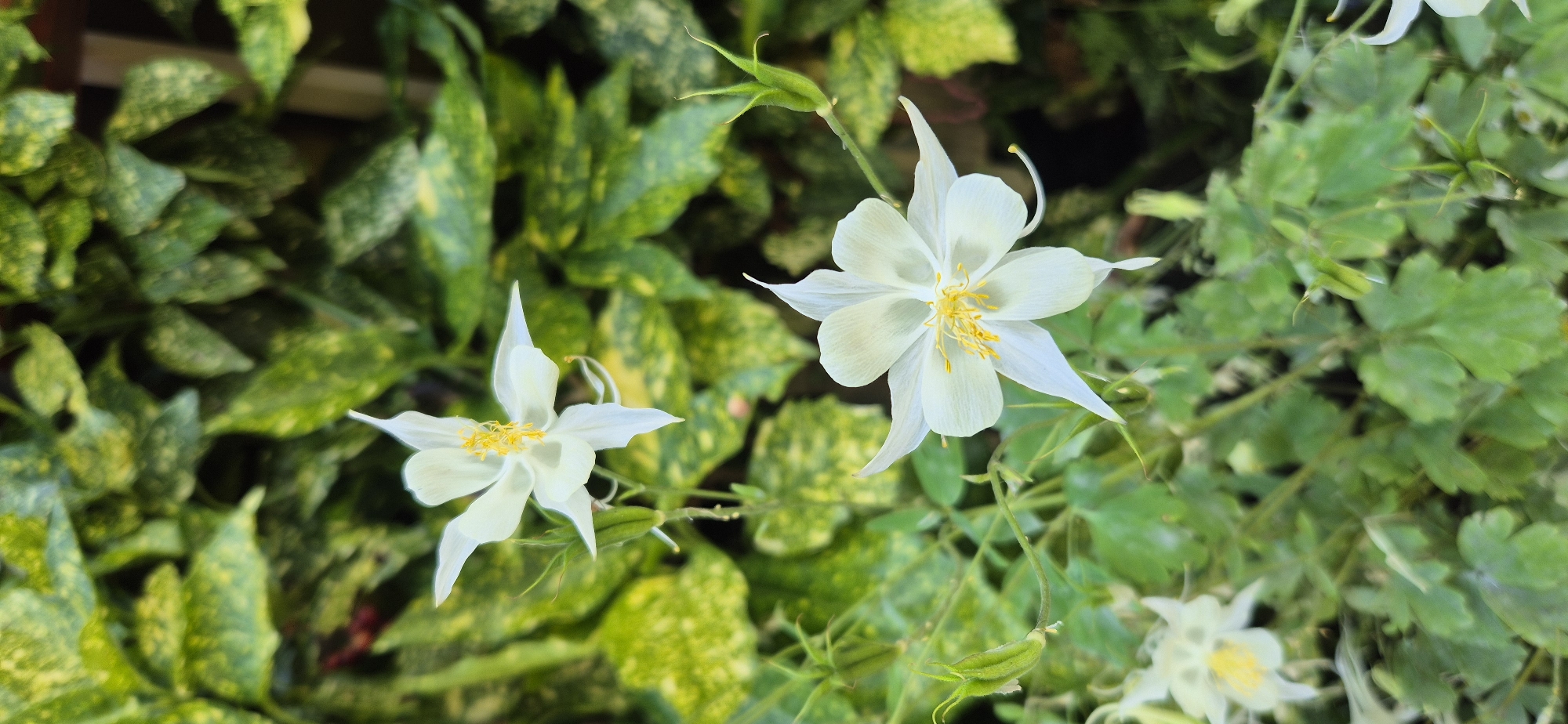 This media file is a close-up, horizontal shot of two white columbine flowers in bloom. The flowers are delicate with prominent yellow stamens. One flower is in the foreground, slightly to the left, and the other is further back, to the right. Both flowers have a star-like shape with five pointed petals and a spur extending from the back of each flower. The background is filled with lush green foliage, some of which appears to be variegated with yellow. There are also some developing seed pods visible on thin green stems amongst the leaves. The lighting suggests it could be daytime, with natural light illuminating the flowers. There is no visible text in the image. The overall impression is one of natural beauty and the serene atmosphere of a garden.