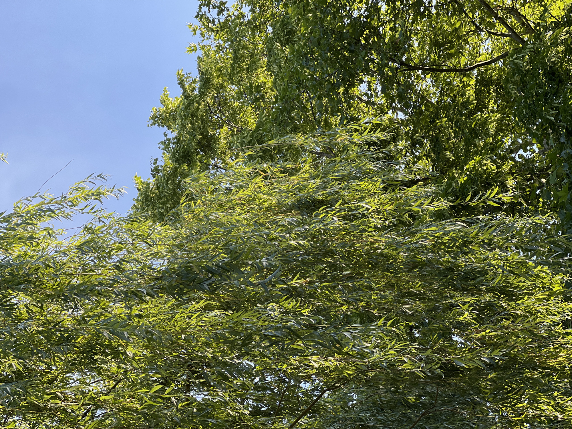 The image shows a close-up view of green willow branches with long, slender leaves hanging down, illuminated by sunlight. Behind the willow, a portion of another tree with broader green leaves is visible, its branches silhouetted against a clear blue sky. The scene suggests an outdoor environment, likely a park or garden. The location is identified as Severskaya, Russia.