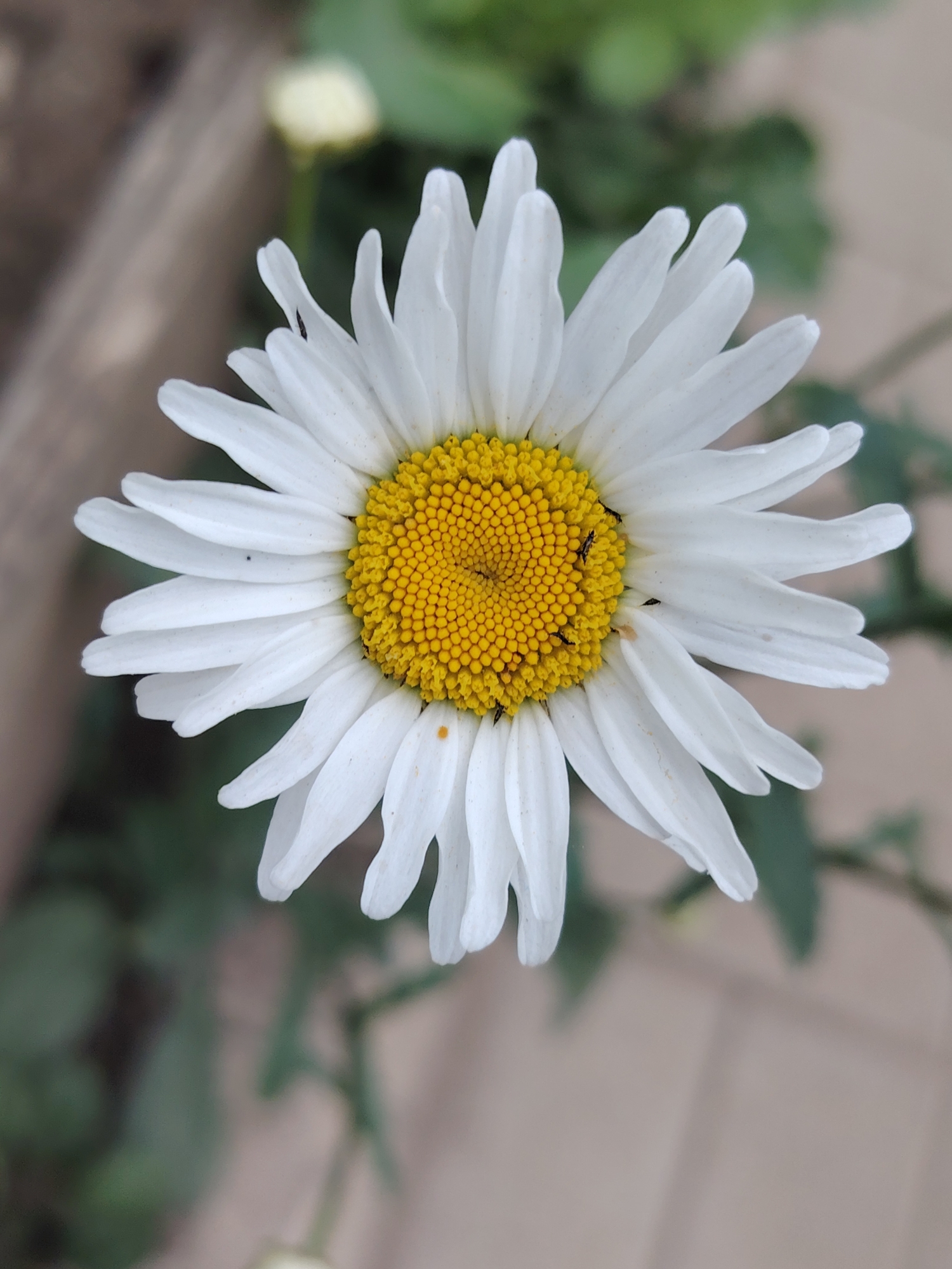 This is a close-up, eye-level, vertical shot of a single white daisy with a bright yellow center. The daisy is the sole subject in the foreground and is in sharp focus. It has numerous white ray florets radiating outwards from the central disc florets, which are a vibrant yellow and appear textured. A few small, dark insects are visible on the yellow disc florets, suggesting a natural, outdoor setting.
The background is softly blurred, creating a bokeh effect. It shows hints of green foliage and a light brown, textured surface, possibly a wooden planter or ground. The overall lighting is soft and diffused, suggesting it might be an overcast day or the flower is in a shaded area. There are no people or any text visible in the image. The scene evokes a sense of nature and simple beauty. The location context is Chaikovsky, Russia.