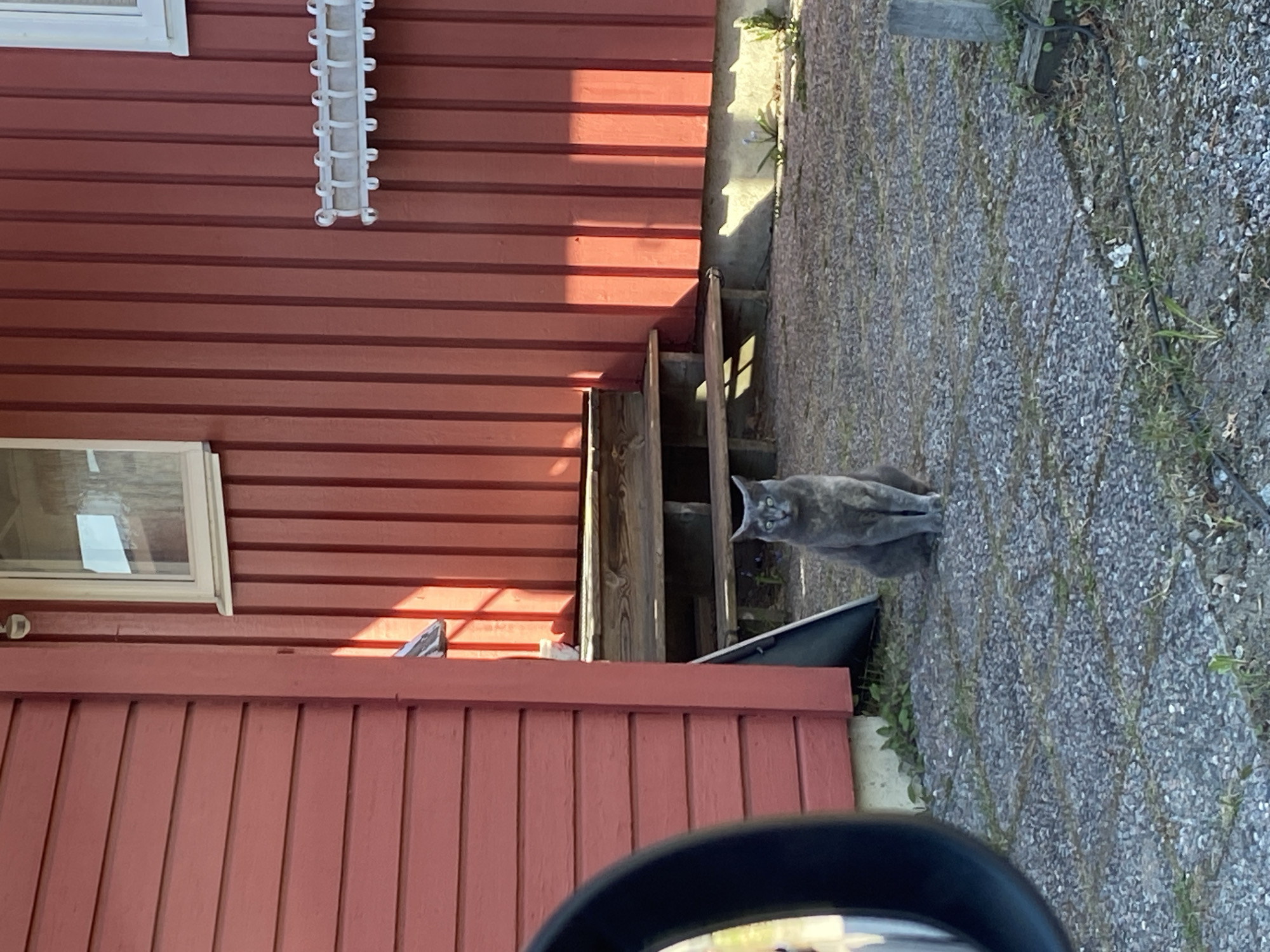 The image depicts a grey cat sitting on a gravel path adjacent to a red wooden building. The building features horizontal siding and white-framed windows. A white plastic organizer, possibly for cables or a decorative element, is attached vertically to the upper section of the red wall. Wooden steps lead up to an entrance area of the building. The cat, with prominent green-yellow eyes, is facing the viewer with an alert and curious expression.
Strong sunlight illuminates the scene, casting distinct shadows on the red wall and from the wooden steps, indicating it is daytime with a clear sky. The ground consists of a gravel path interspersed with patches of grass and weeds. A black cable or hose runs across the gravel further back. A dark, curved object, likely part of a vehicle's side mirror, occupies the bottom foreground, suggesting the photograph was taken from inside a car. A dark container or bucket is visible near the base of the wooden steps. The setting appears to be an outdoor, possibly rural or suburban, environment in Björklinge, Sweden. There is no visible text in the image.