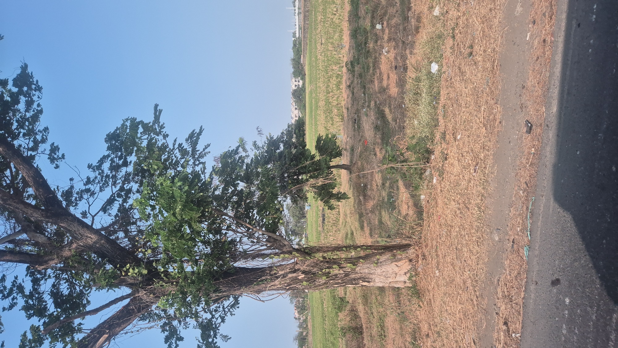 The image depicts a dry, grassy field in Karawang, Indonesia, under a clear blue sky. In the foreground, a large tree with a rough, textured bark stands prominently, its branches extending towards the viewer. Smaller trees and vegetation are scattered throughout the field, which appears parched and covered with dry straw-like grass. In the background, a row of residential buildings and some industrial structures are visible, suggesting the proximity of urban development to this rural landscape. The ground is littered with some white and red debris, indicating potential human activity. A paved road or pathway runs along the bottom of the image, with a shadow cast upon it.