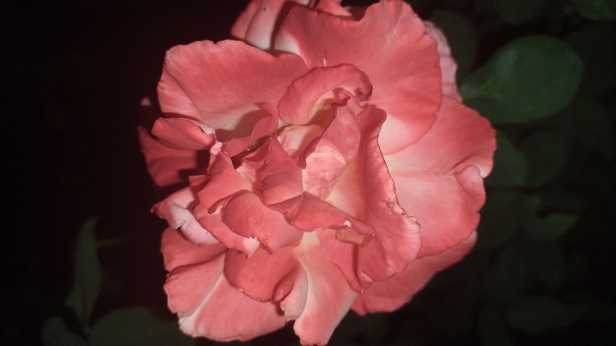 A close-up, vertical, full-frame shot shows a fully bloomed, coral-pink rose against a dark, out-of-focus background. The rose is positioned in the center of the frame, with its petals unfurling inwards to reveal a complex, ruffled center. The lighting highlights the soft texture and delicate folds of the petals, creating subtle shadows and highlights. Faint hints of green foliage are visible in the lower portion of the background. The image appears to be taken at night, given the deep darkness of the background, and the flower's coloration suggests it might be illuminated by artificial light. There is no indication of a specific location within Neoi Epivates, Greece, as the image focuses solely on the rose.