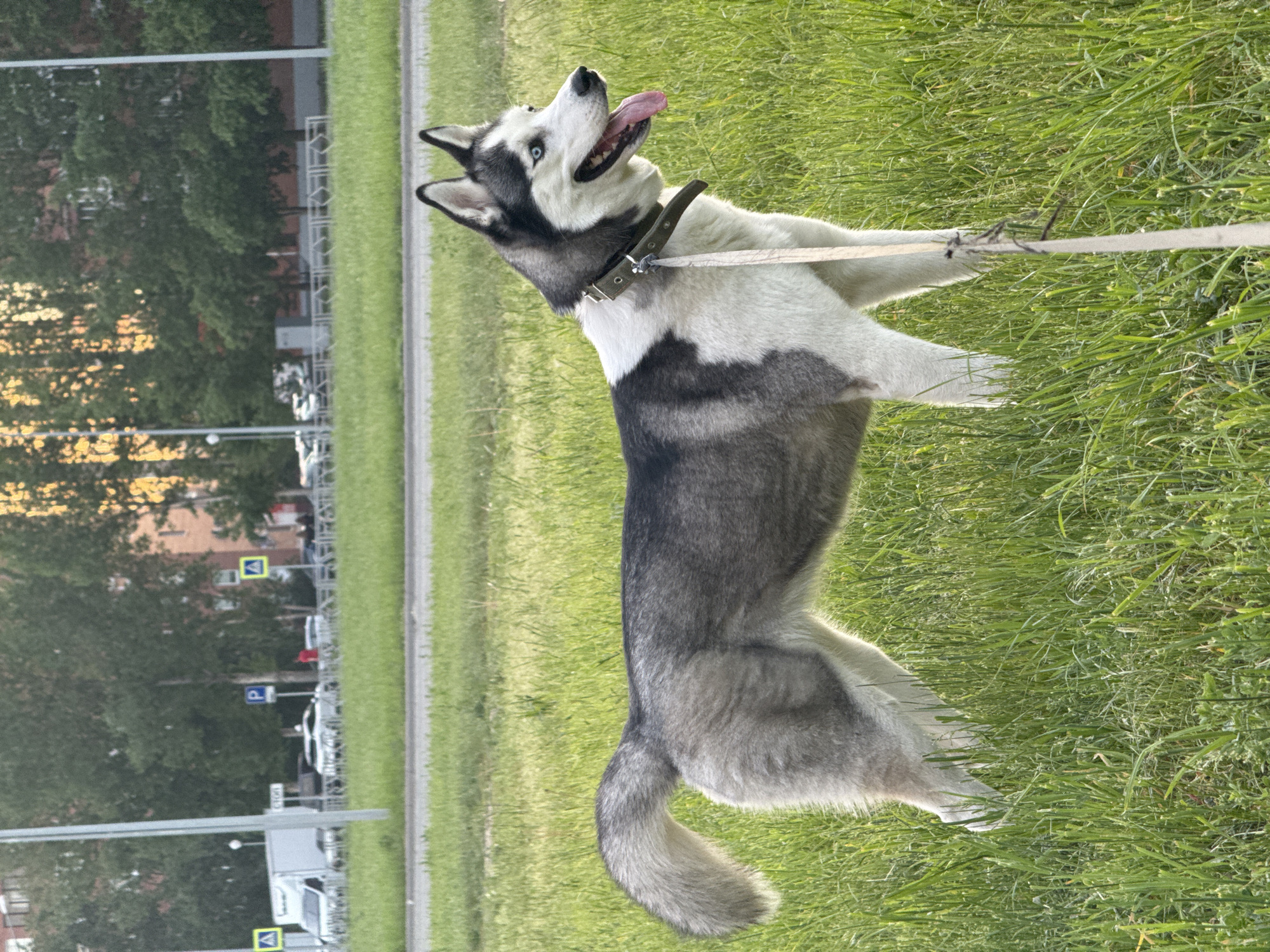 A Husky dog on a leash stands on its hind legs in a grassy area of an urban landscape. The dog is predominantly gray and white with striking blue eyes and is looking upwards, tongue slightly protruding. The leash extends from the dog to an unseen individual, presuming to be its handler. In the background, a street runs adjacent to the grassy area. Beyond the street, one can observe a mix of trees, parked vehicles, street lights, and traffic signs. A building is visible in the distance.