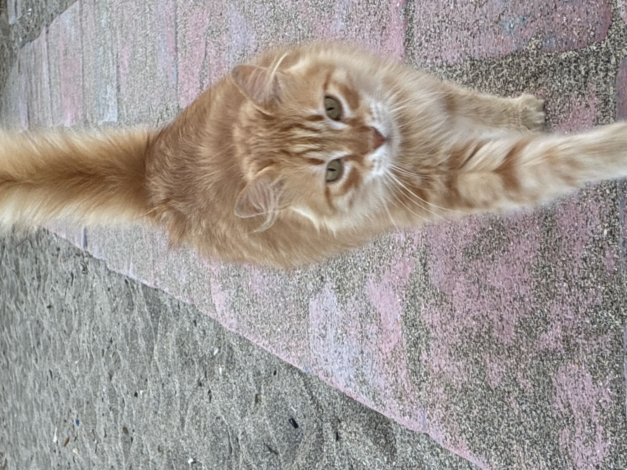 A fluffy, orange tabby cat walks on a paved walkway with a sandy area to its left. The walkway appears to be made of pinkish-gray pavers. The cat's tail is held high and is also fluffy. The cat is facing the camera and has green eyes. The scene is outdoors.