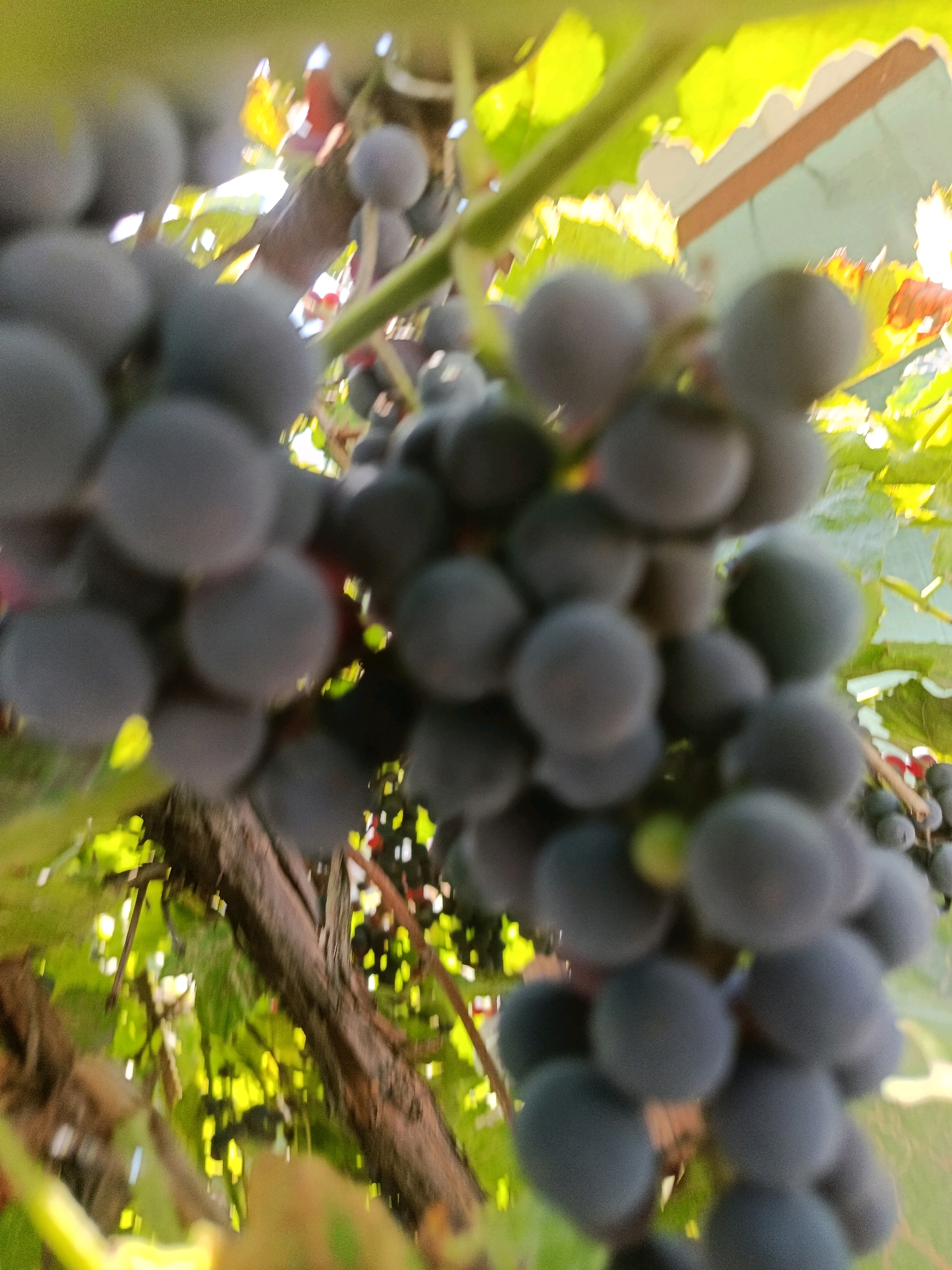 This is a close-up, low-angle, outdoor photograph of several bunches of dark purple grapes hanging from a vine. The grapes are out of focus, with soft edges and a muted color palette. Sunlight filters through the leaves and branches, creating bright highlights and dappled shadows. The background consists of green foliage and a blurred brown branch. The image appears to have been taken in Smila, Ukraine, but no specific location within the city is identifiable from the visual information. There are no people or any discernable actions or interactions depicted in the image.