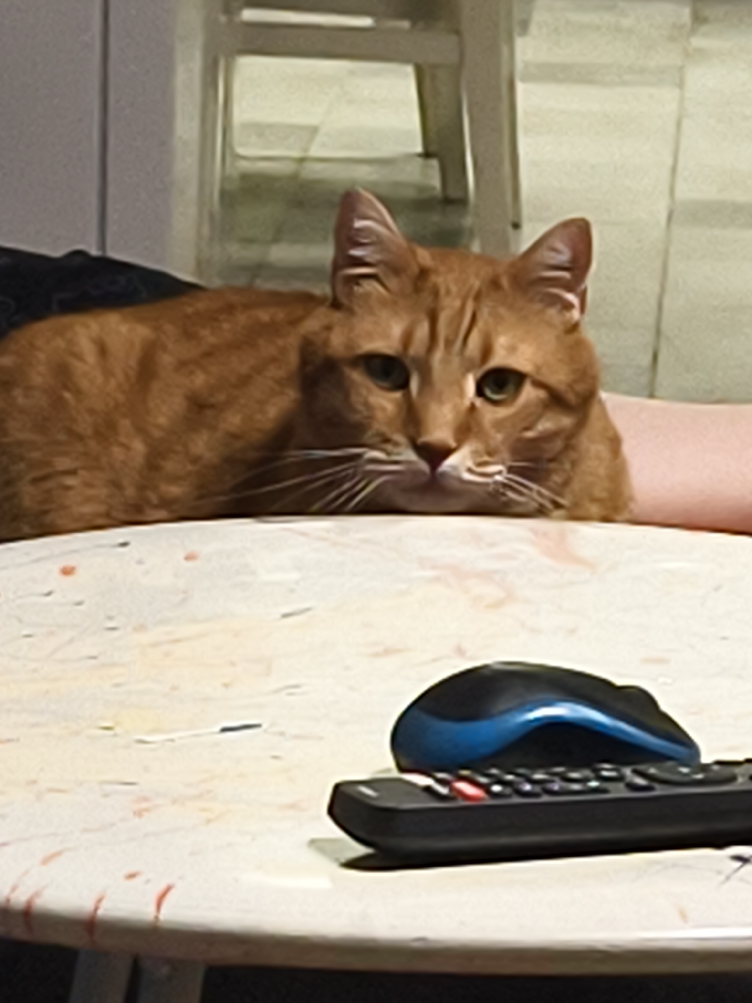 A medium-shot captures an orange tabby cat resting its head on a person's arm, which lies on a circular table. On the table, a black remote control lies beneath a black and blue computer mouse. A white chair is visible in the background, and the image appears to be taken indoors. It is not possible to determine if the location is Petah Tikva, Israel, from the visual information provided.