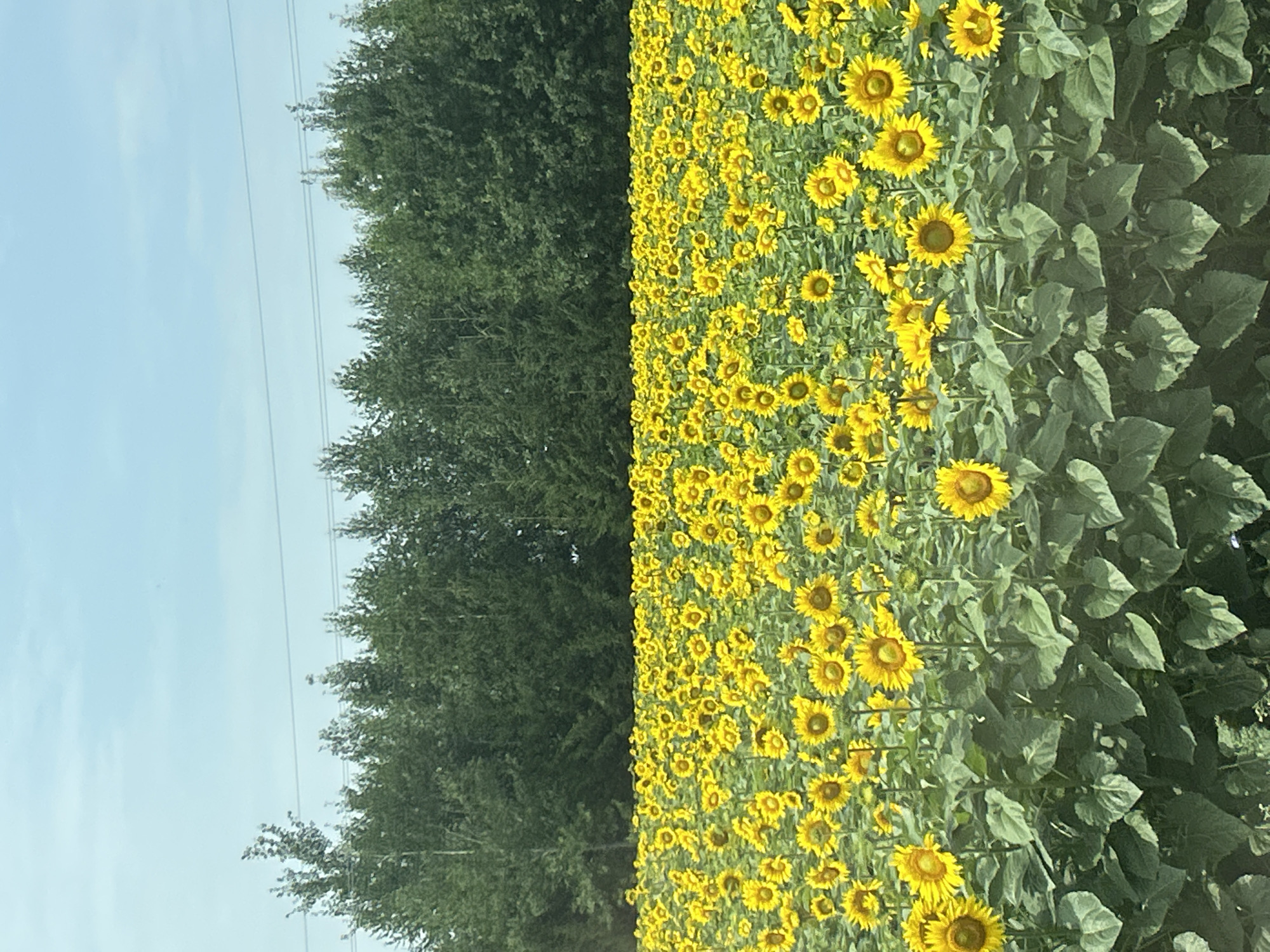 The image depicts a vast field of sunflowers in full bloom, with their bright yellow petals facing towards the sky. The sunflowers are densely packed, creating a vibrant sea of yellow. In the background, a line of dark green trees forms a backdrop against a pale blue sky. Several power lines stretch across the sky, indicating the presence of infrastructure. The overall scene is one of natural beauty and rural expanse. The location is identified as Izh-Boyki, Russia.