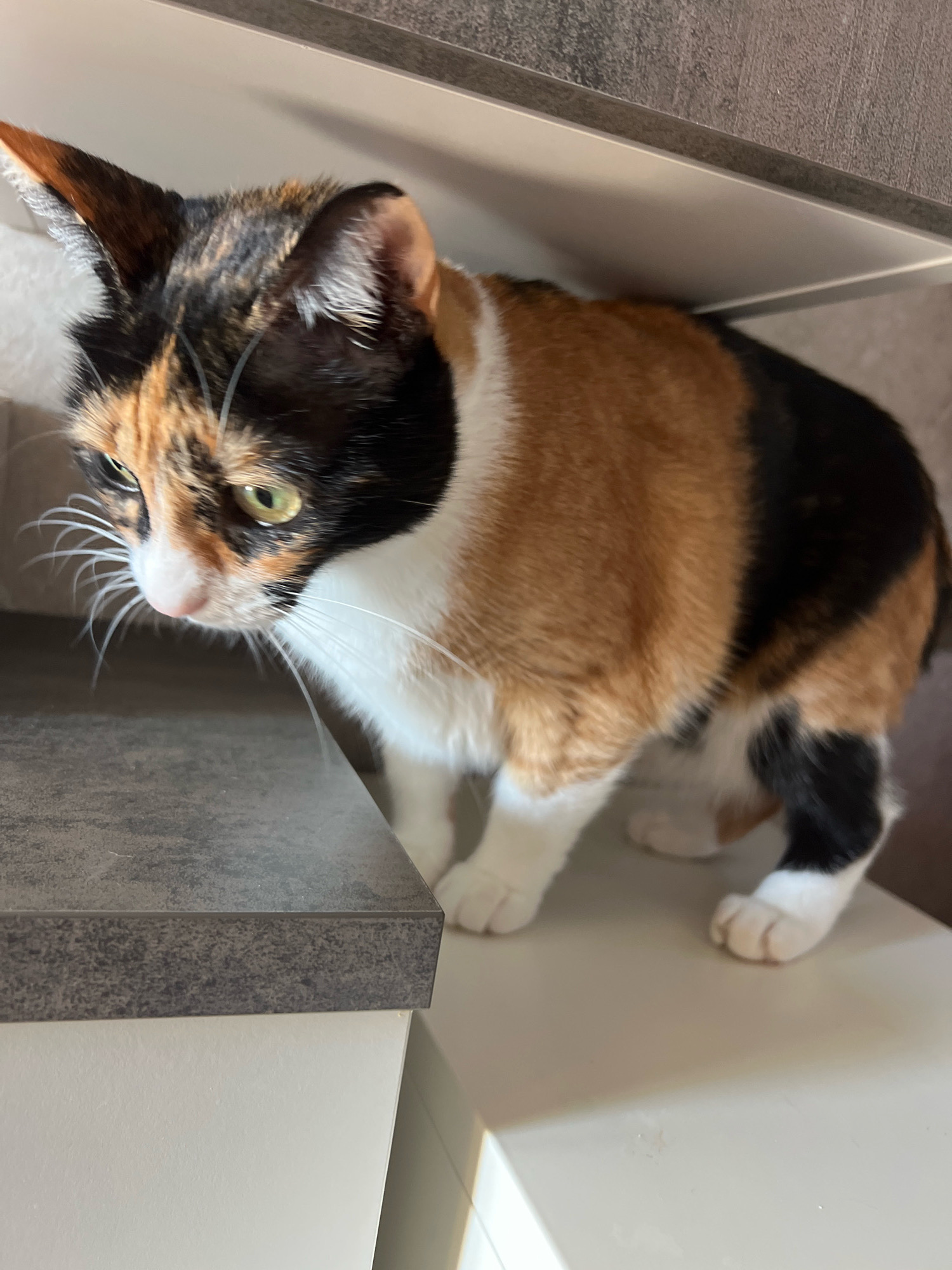 A calico cat with black, white, and orange patches is standing on a white surface. The cat is looking down to the left. Its front paws are on the white surface, and its hind paws are also visible on the white surface. The cat has green eyes and white whiskers. Behind the cat is a grey countertop with a textured pattern. Above the countertop is a grey surface. The scene appears to be indoors, possibly in a kitchen or bathroom, given the materials of the surfaces. There are no people or other animals visible in the image. The lighting suggests it is daytime. The location in Varna, Bulgaria is not discernible from the image.