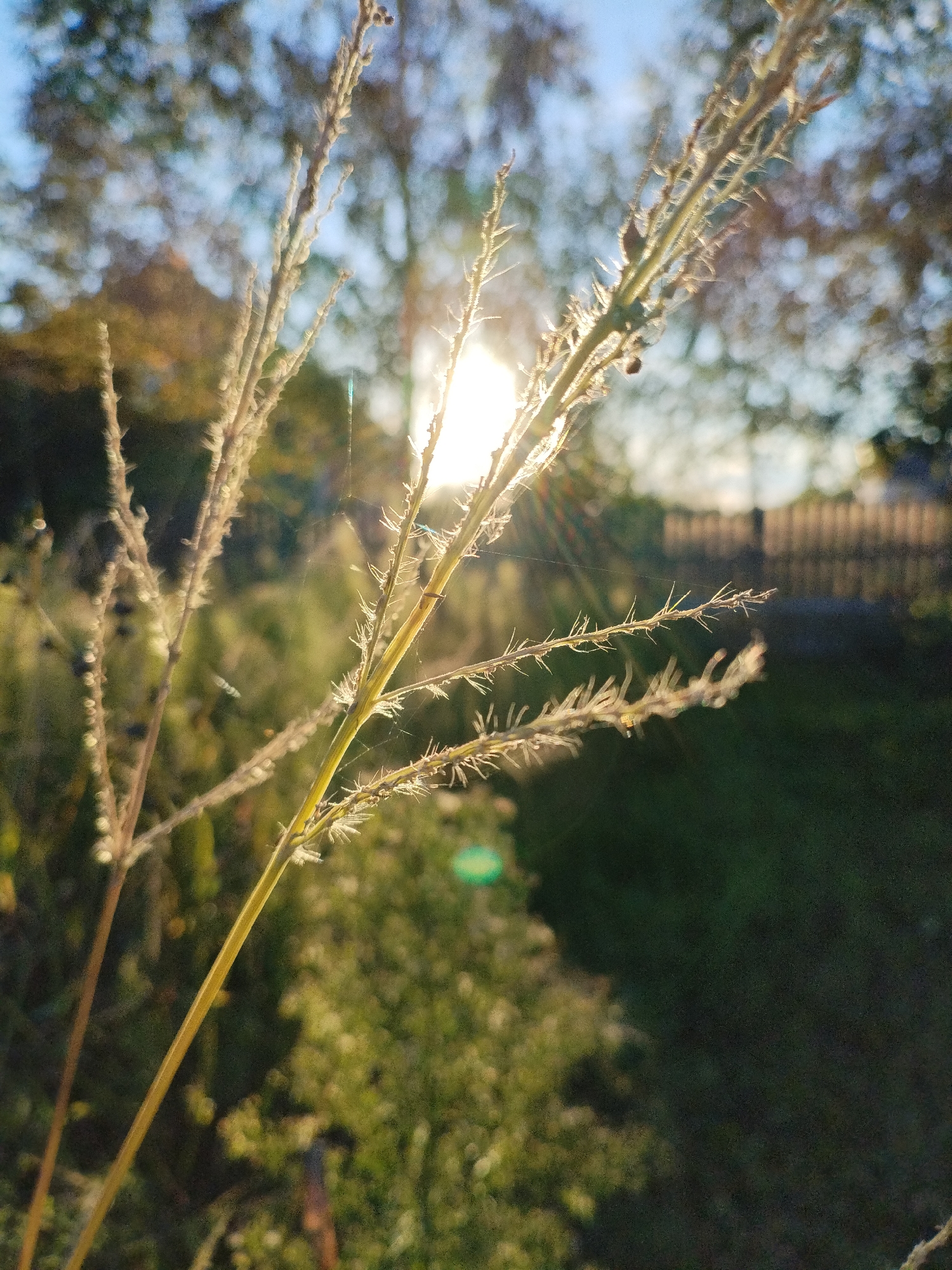 The image is a close-up, low-angle shot of tall, dry grass stalks in the foreground, illuminated by the setting sun. The sun is visible through the stalks, creating lens flare and highlighting delicate spiderwebs. The background is blurred, showing greenery and trees, with a hint of a wooden fence. The lighting suggests it is late afternoon or early evening. The location is identified as Bialynichy, Belarus. There are no people or animals visible in the image. The scene is natural and peaceful, with the focus on the texture and light interacting with the dried vegetation.