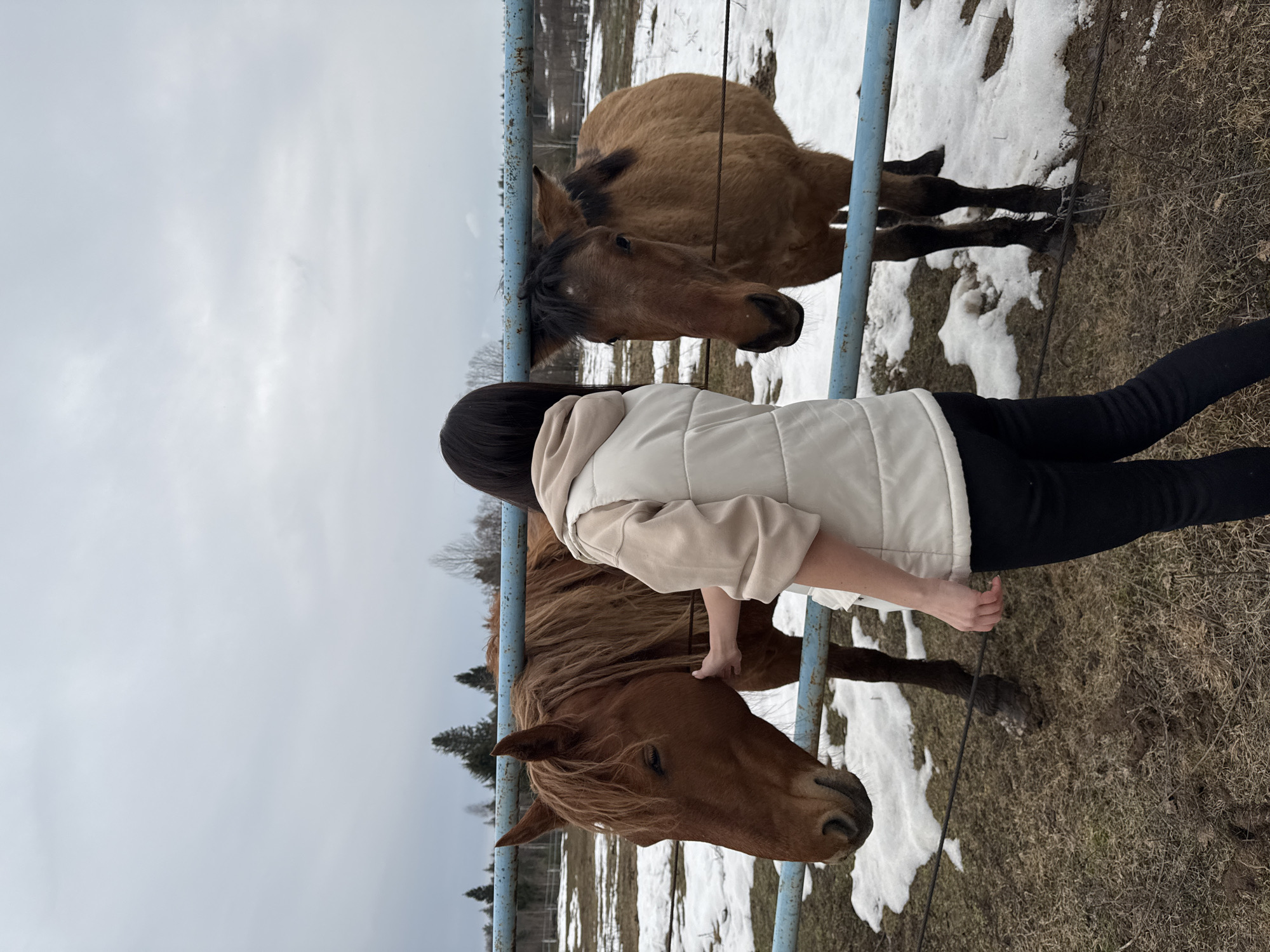 A person is interacting with two brown horses inside a blue metal fence in Opary, Russia. The ground is partially covered with snow. The sky is overcast. The person is wearing black leggings and a light beige jacket. The horses are standing close to the fence.