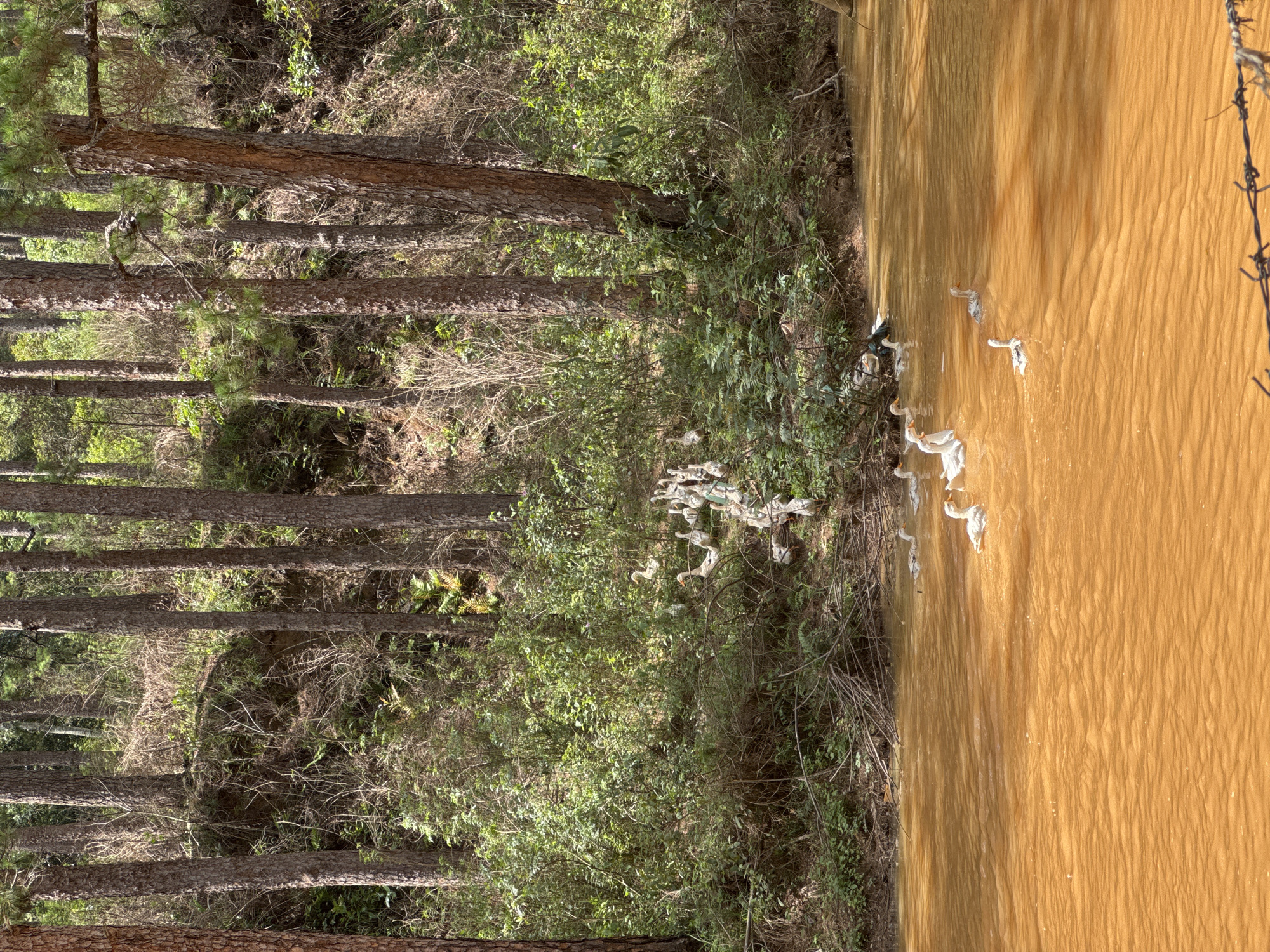 The image shows a forest edge bordering a muddy, orange-colored body of water, possibly a river or pond. The forest consists of tall, thin trees with brown bark and green foliage visible higher up. Undergrowth is present, comprising bushes and smaller plants. Along the water's edge, some trash or debris is visible. The water is murky and reflects sunlight, creating a textured surface. On the right side of the frame, there is a portion of a barbed wire fence. Based on the description, it could be located in or near Lang Biang - Đà Lạt, Vietnam, given that it contains forest and a water source.