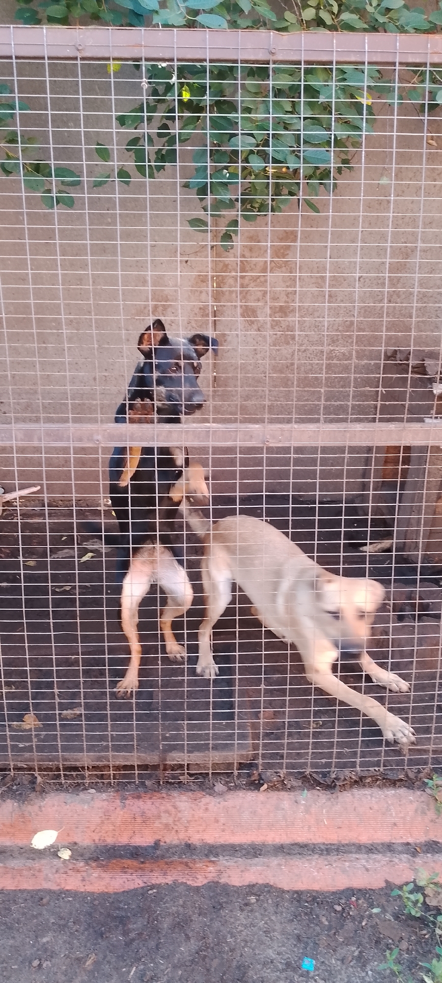 Two dogs are visible behind a wire fence. The dog on the left is black and tan, with pointed ears, and is looking to the right. The dog on the right is a lighter tan color and is in motion, with its head turned towards the left. The background consists of a concrete wall with some green foliage visible above the fence. The ground appears to be dirt and gravel. The overall scene suggests an outdoor enclosure, possibly an animal shelter or a backyard. The exact location within Belgorod, Russia, cannot be determined from the image alone.