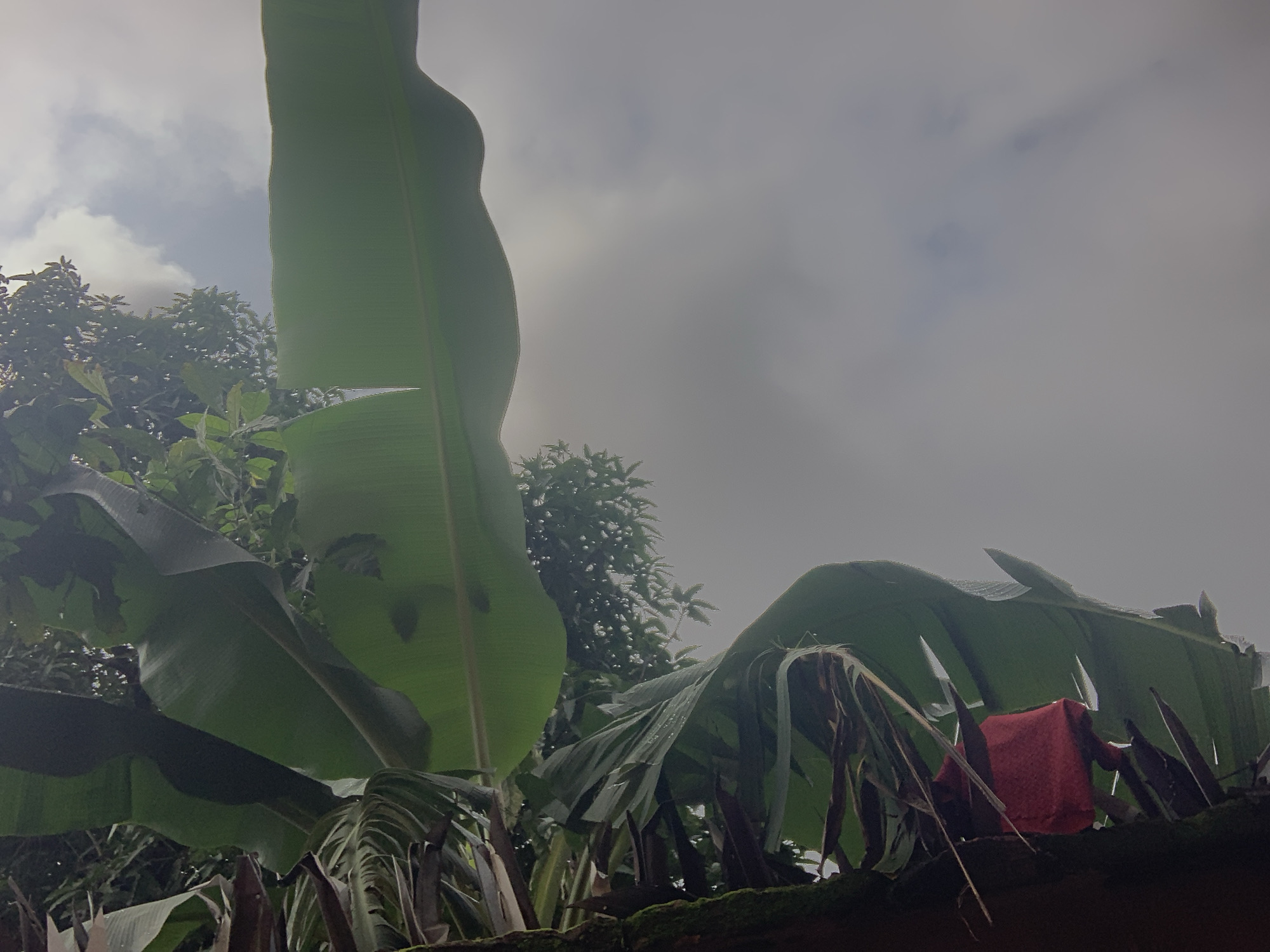 The image depicts a close-up, low-angle view of large, green banana leaves against a cloudy, overcast sky. In the mid-ground, a bright red piece of fabric is draped over some of the leaves, appearing to be either clothing or a tarp. The lower portion of the image shows a dark, textured surface, possibly a wall or a rooftop, partially covered in moss. The foliage suggests a tropical or subtropical environment. This scene is located in Nkpor, Nigeria.