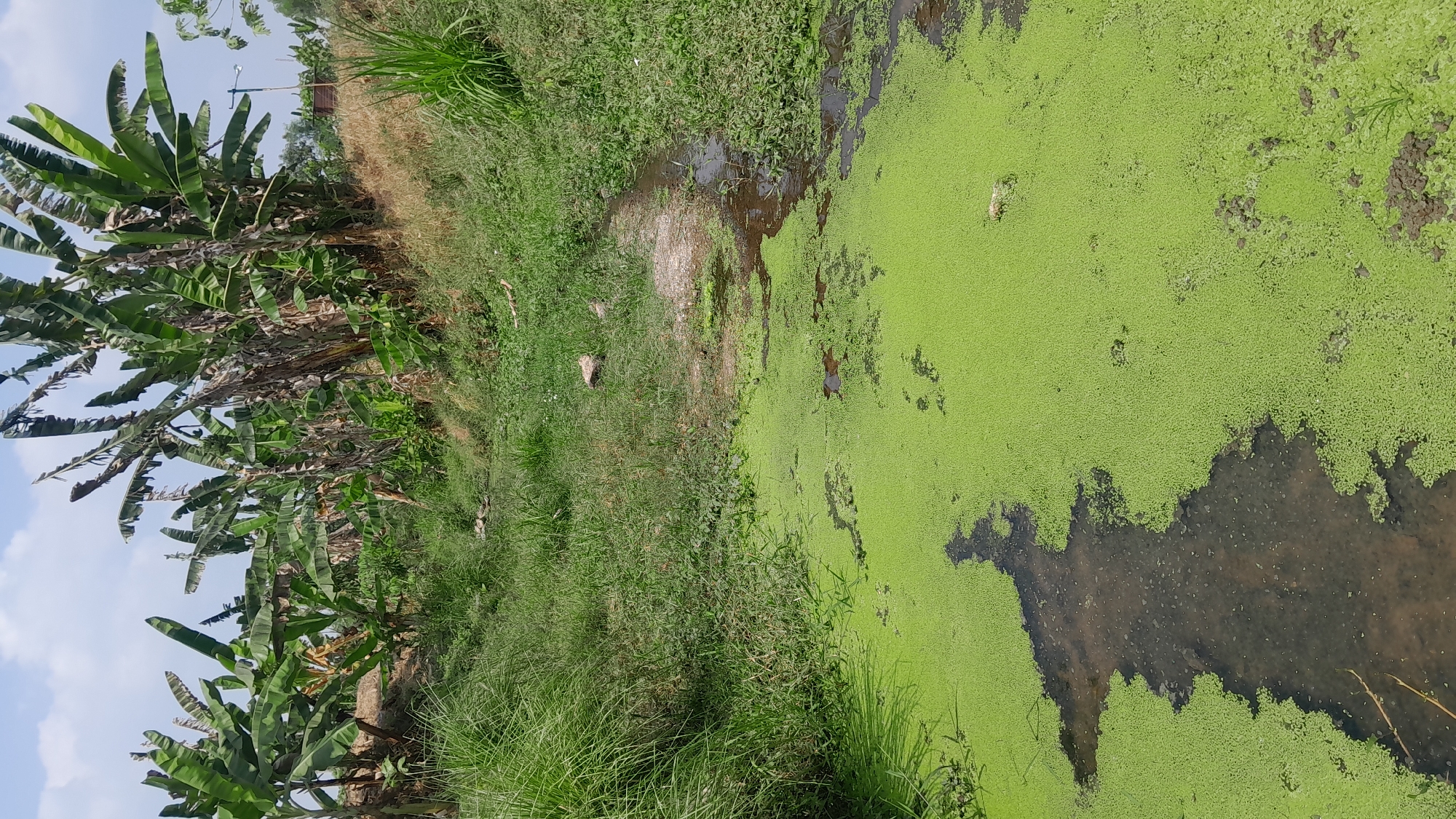 The image depicts a narrow, overgrown water channel in a rural area. Dense green vegetation, including banana trees, covers the banks and the surrounding landscape. The water itself is heavily covered with a thick layer of bright green duckweed, obscuring the water beneath. There are no people or animals visible in the frame. The scene appears to be located in Tambakromo, Indonesia, based on the context provided.