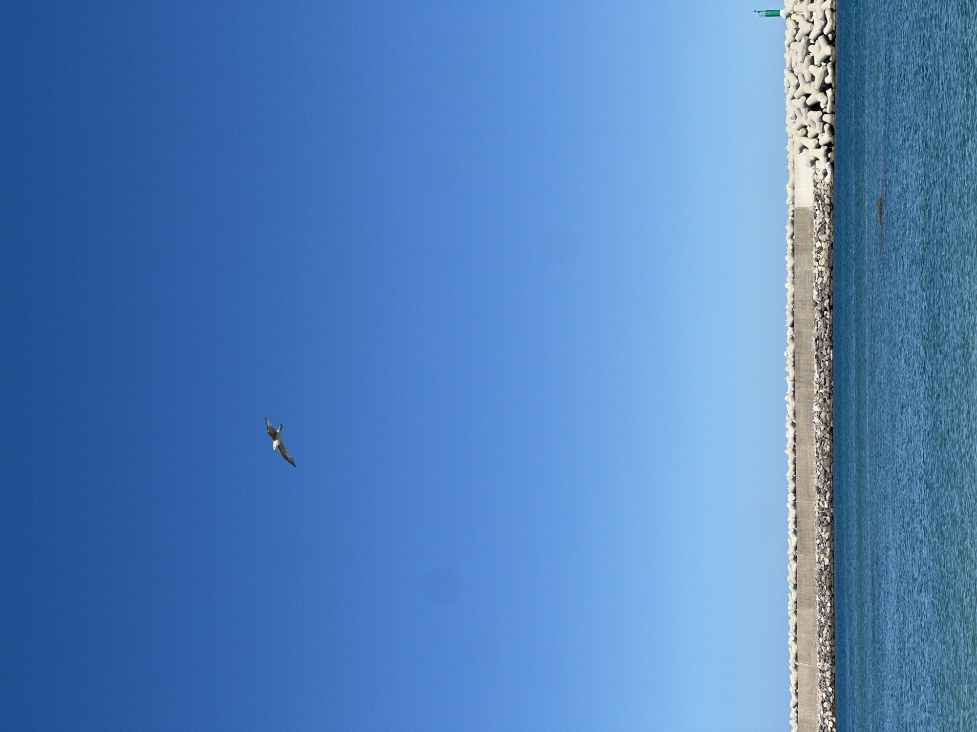 A clear, bright blue sky occupies most of the frame, with a single bird flying in the upper left quadrant. To the right, a concrete breakwater with tetrapod armor stones separates the sky from the blue water. A green navigational marker is visible atop the breakwater. This scene depicts the coastline of M'Diq ⵎⴹⵢⴰⵇ المضيق, Morocco.