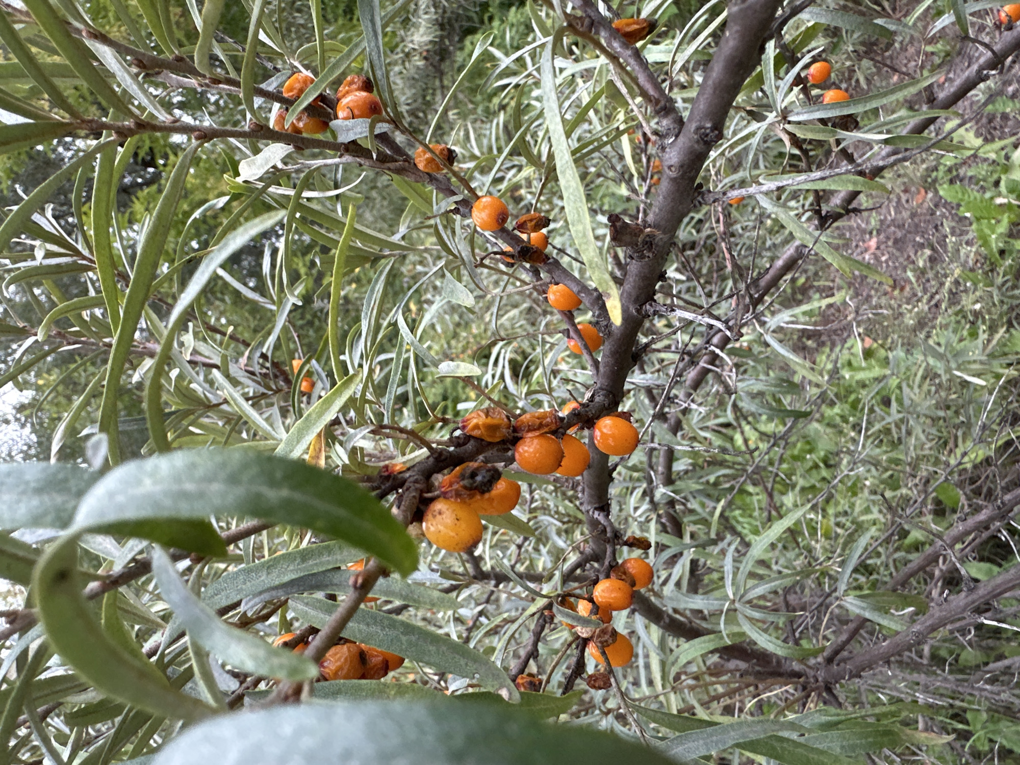 In the city of Biysk, Russia, a close-up, eye-level shot captures a branch of a sea buckthorn plant. The branch is adorned with numerous small, round, bright orange berries, some clustered together, others scattered. The leaves of the plant are long and slender, with a silvery-green hue, and are interspersed among the berries. The background is softly blurred, revealing more branches, leaves, and a hint of greenery, suggesting an outdoor natural setting. The lighting appears to be natural daylight, creating a slightly muted but clear view of the plant and its fruit. There are no people or animals visible in the image.