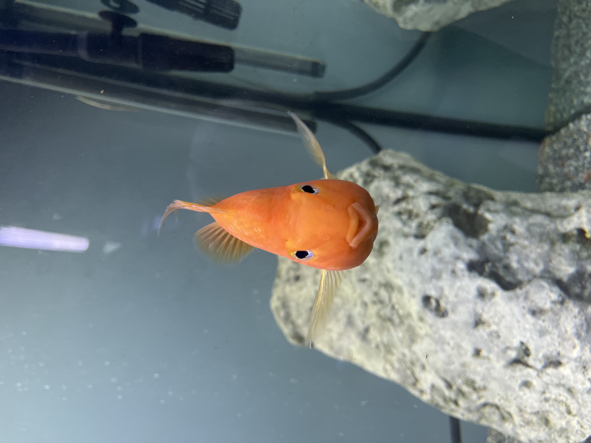 This is a close-up, head-on shot of a bright orange parrot cichlid fish swimming in an aquarium. The fish is the central and only subject. It is facing the camera with its mouth slightly open, and its two black eyes are clearly visible. Its pectoral fins are splayed outwards, giving it a somewhat startled or inquisitive appearance. The background is a muted blue-gray, suggesting water. In the upper portion of the image, a dark, cylindrical object, possibly part of the aquarium filter or heater, is visible. To the right, a rough, textured gray rock formation occupies a portion of the frame. The lighting appears to be artificial, typical of an indoor aquarium setting. There are small, white specks scattered throughout the water, which could be air bubbles or debris. The image is a still shot, and no specific activity or event is depicted beyond the fish's presence. There is no visible text in the media file. The location context of Nizhny Novgorod, Russia, is not discernible from the image itself.