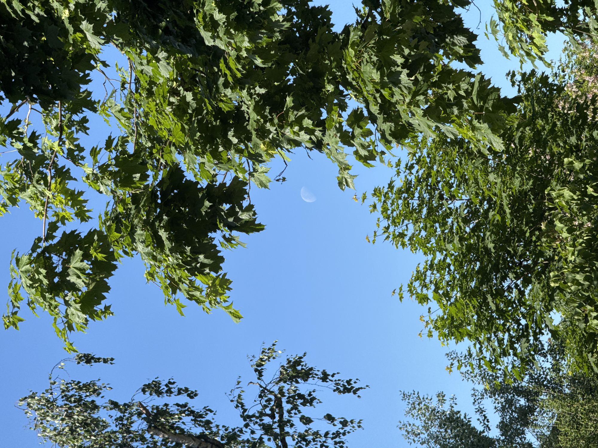 This daytime image, situated in the city of Riga, Latvia, captures an overhead perspective of lush green tree canopies framing a clear blue sky. In the upper-middle left quadrant of the sky, a distinct white crescent moon is visible.
The left side of the frame features branches of a tree with a lighter-colored trunk and numerous small, ovate, light green leaves, exhibiting a weeping or drooping growth habit. The right and upper portions of the image are dominated by branches from a different tree type, characterized by large, vibrant green, palmately lobed leaves, typical of a maple. Sunlight brightly illuminates many of these leaves, creating variations in their green hues.
Further down and in the background, denser foliage from various other trees and shrubs is discernible, with hints of small pinkish-white blossoms or berries appearing on a tree in the lower right background. No people or artificial structures are visible, emphasizing a natural, arboreal environment.