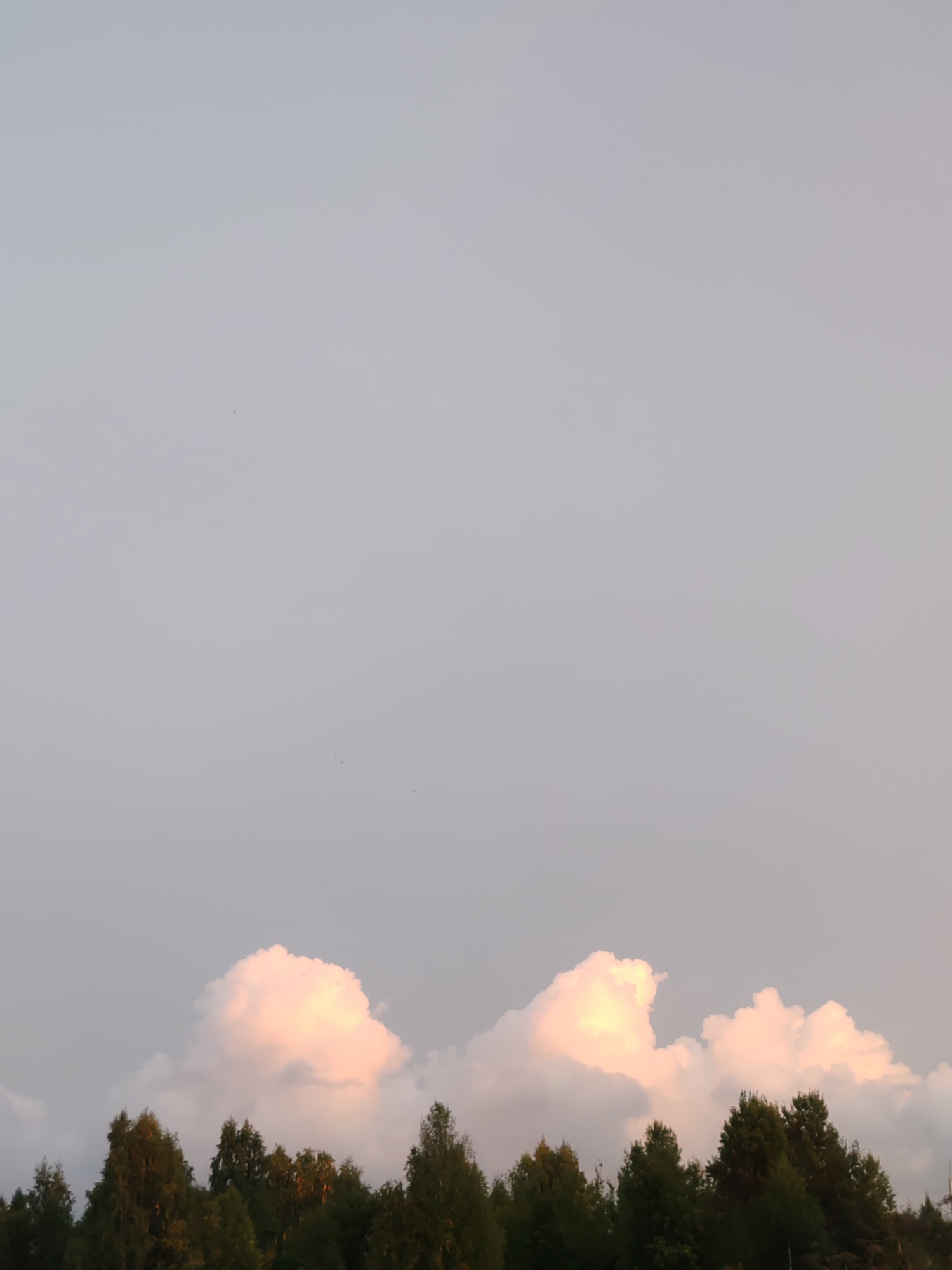The image shows a cloudy sky above a line of trees. The clouds are illuminated with a soft pink and orange glow, suggesting it is either sunrise or sunset. The sky itself is a pale gray. The trees below are dark green and appear to be a mix of deciduous and coniferous species. The scene is serene and natural, with no people or man-made structures visible. The location is specified as Чухлэм, Russia, which suggests a rural or natural setting.