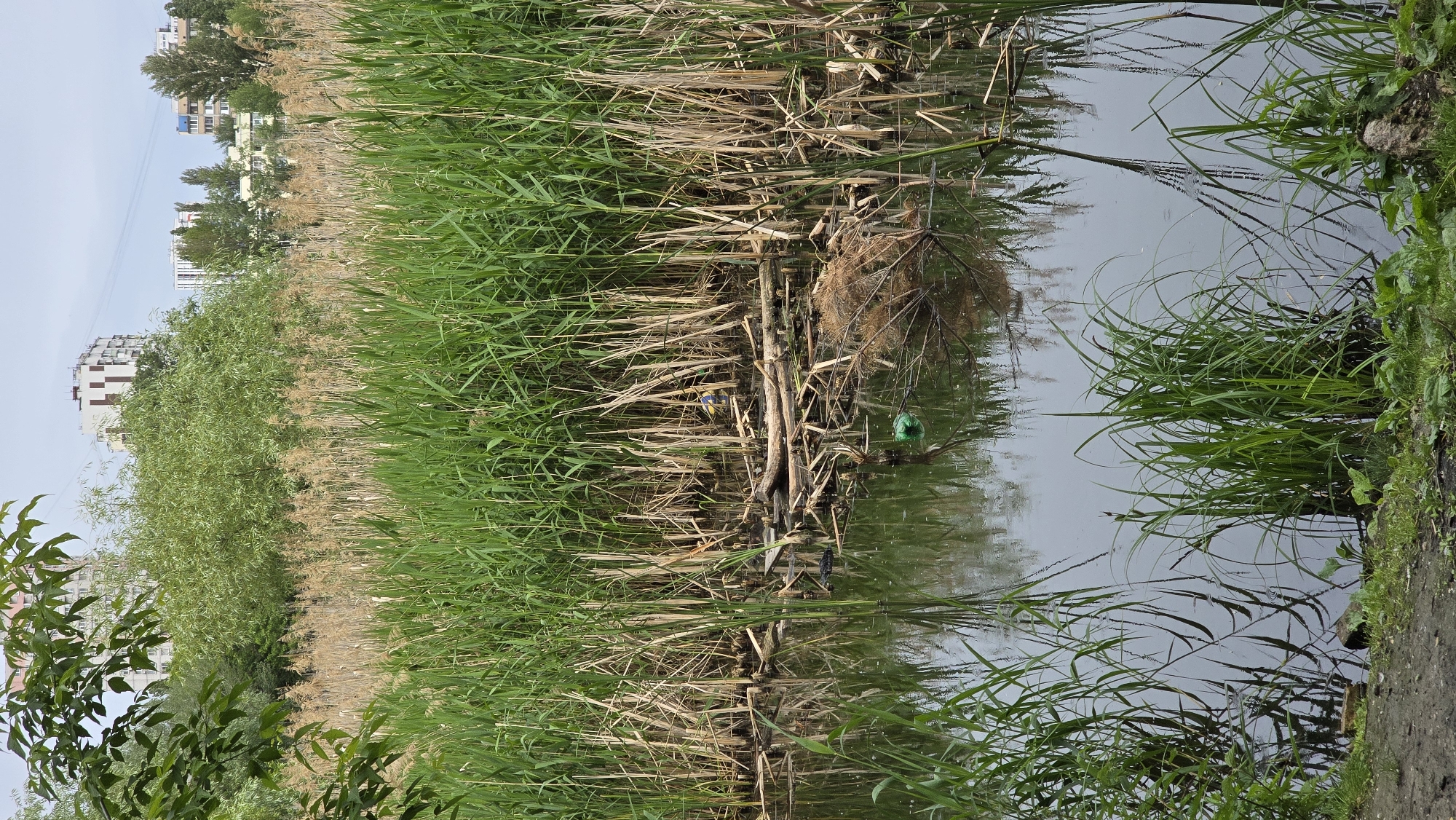 This vertical image depicts a narrow body of water, likely a canal or pond, densely lined with vegetation, set against an urban backdrop. The scene is illuminated by diffused daylight, suggesting an overcast sky.
The foreground and midground are dominated by lush, green reeds and tall grasses, with patches of drier, light brown reeds intermingling. On the left side, closer to the viewer, there are leafy green bushes and tree foliage. The water surface is calm and reflects the sky and surrounding greenery.
Unfortunately, the water and reeds show signs of pollution. Various pieces of debris and litter are visible, including a bright green plastic bottle or container partially submerged on the right side, other plastic fragments, and a collection of branches and logs forming a small dam-like structure amidst the reeds.
In the distant background, primarily on the left side, several multi-story residential buildings with white and light-colored facades are discernible against the pale sky, indicating an urban or suburban environment adjacent to this natural waterway.
No people or explicit activities are visible. The image captures a quiet moment in a natural area that borders and is affected by human habitation. No visible text is present. The location context is Kyiv, Ukraine.